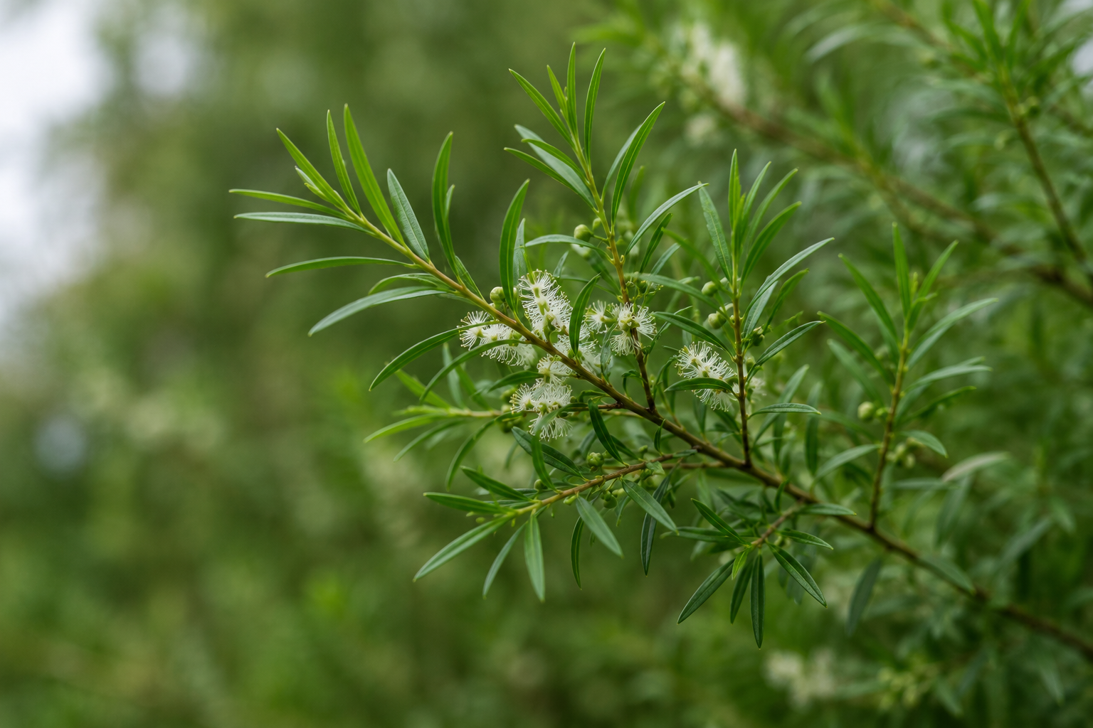 Tea Tree.png