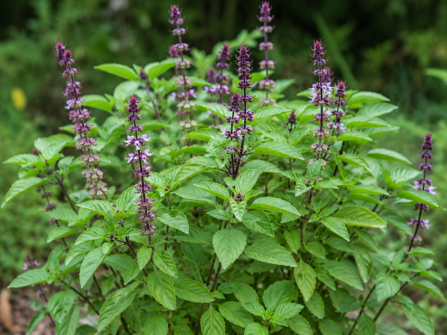 Holy Basil.png