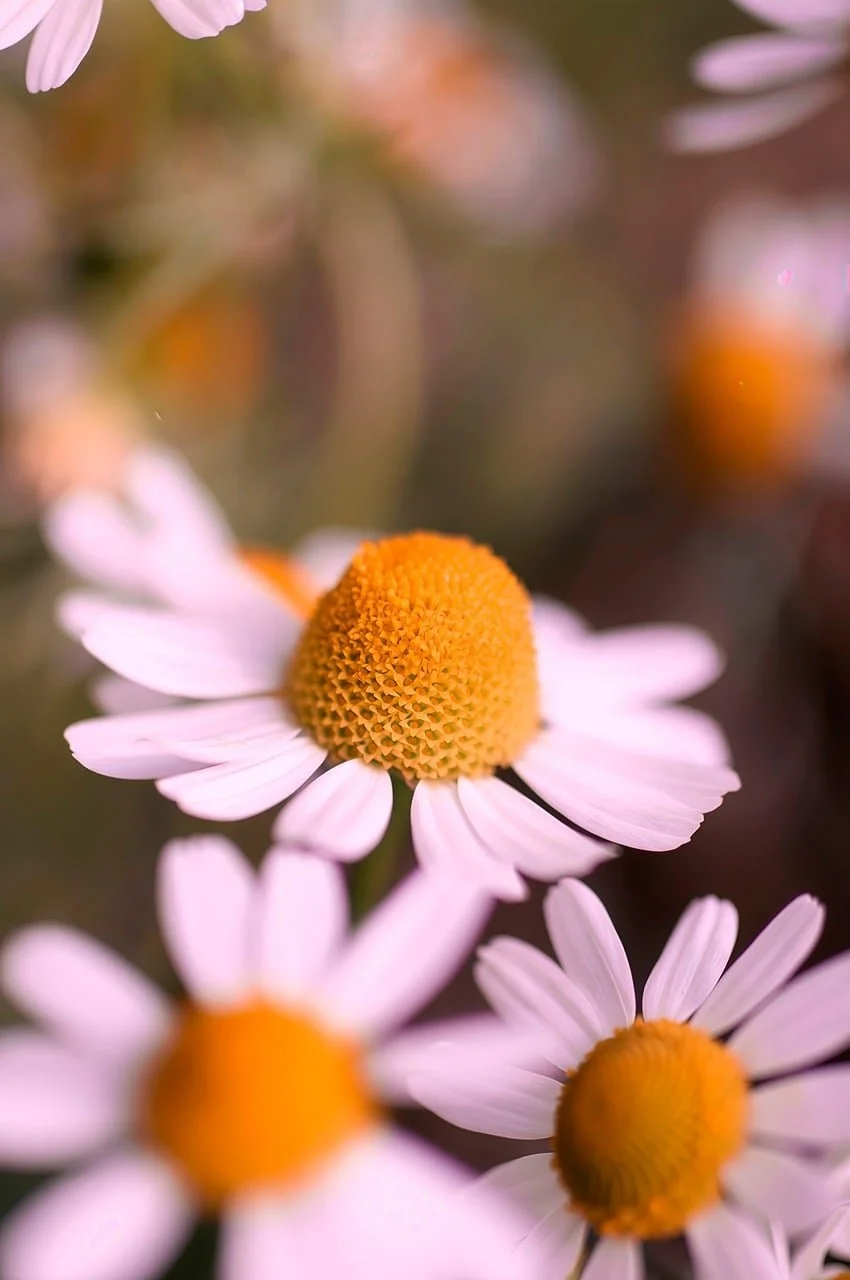 Close-up of blooming white daisies with yellow centers.
