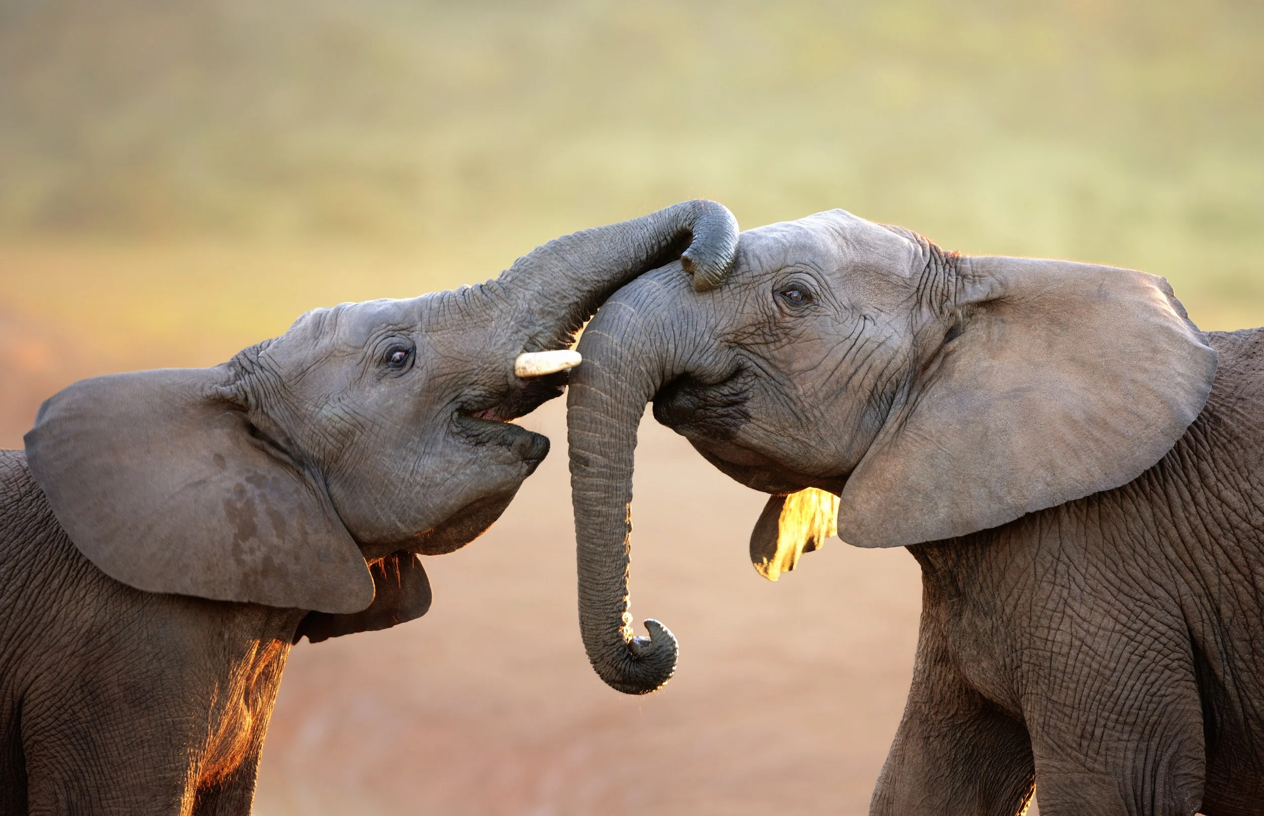 Two elephants touching each other with their trunks in a natural setting during sunset.