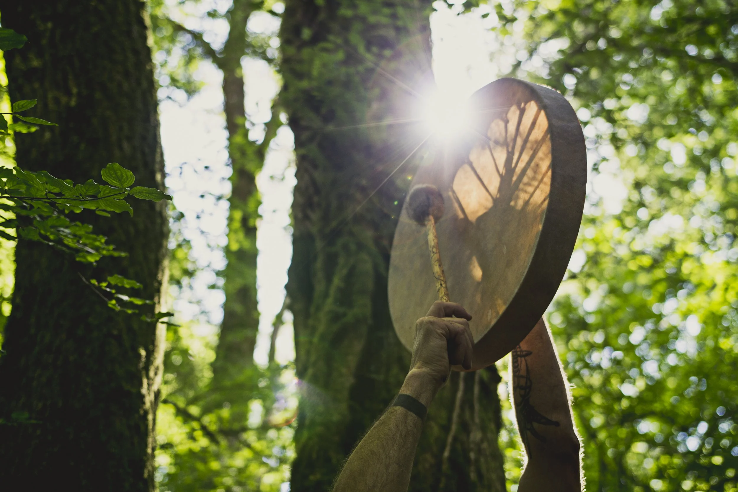 Person holding a large wooden tree slice with sunlight shining through the trees in a forest.
