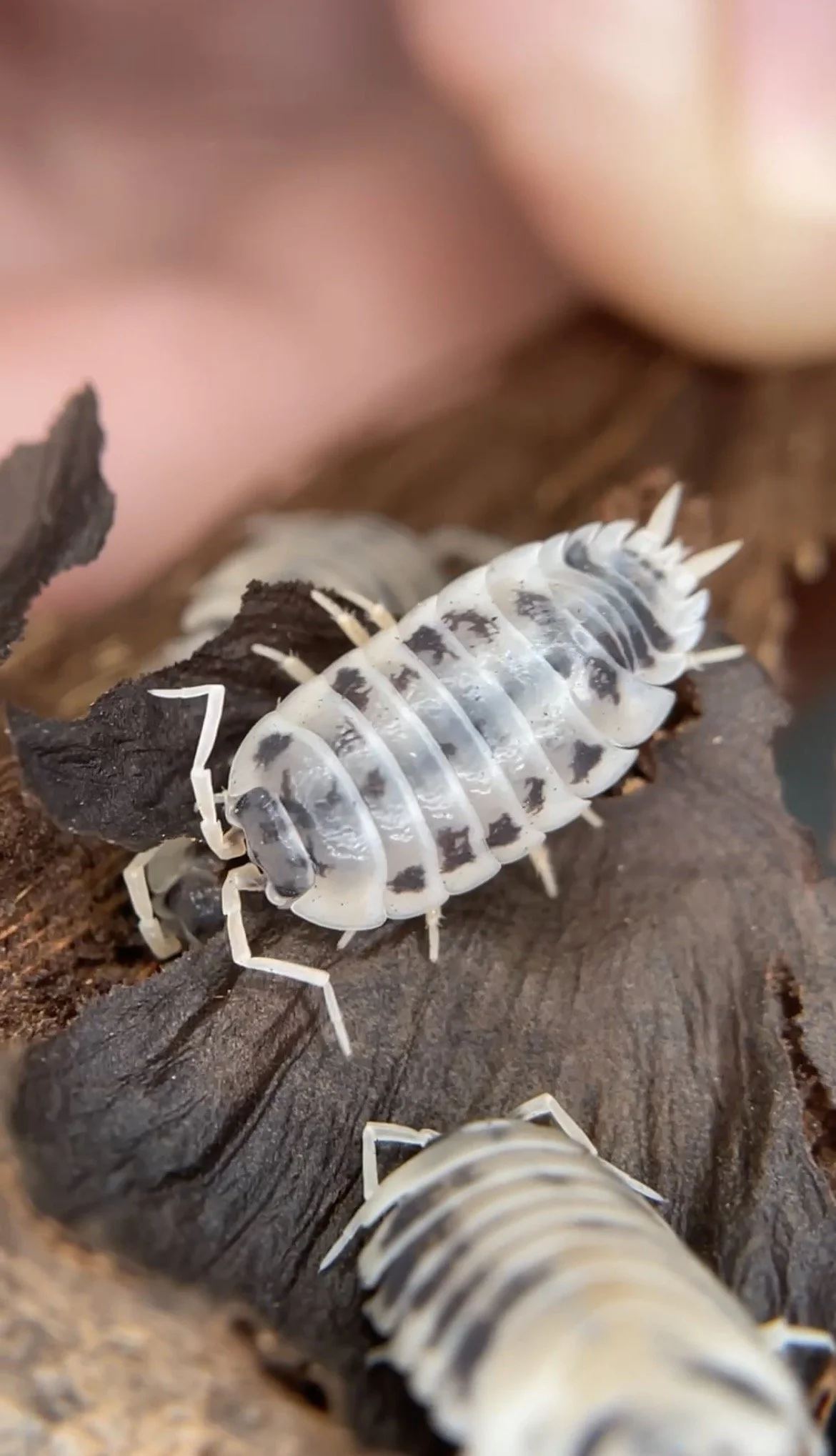 Dairy Cow Isopods (Porcellio Laevis) 10 Count