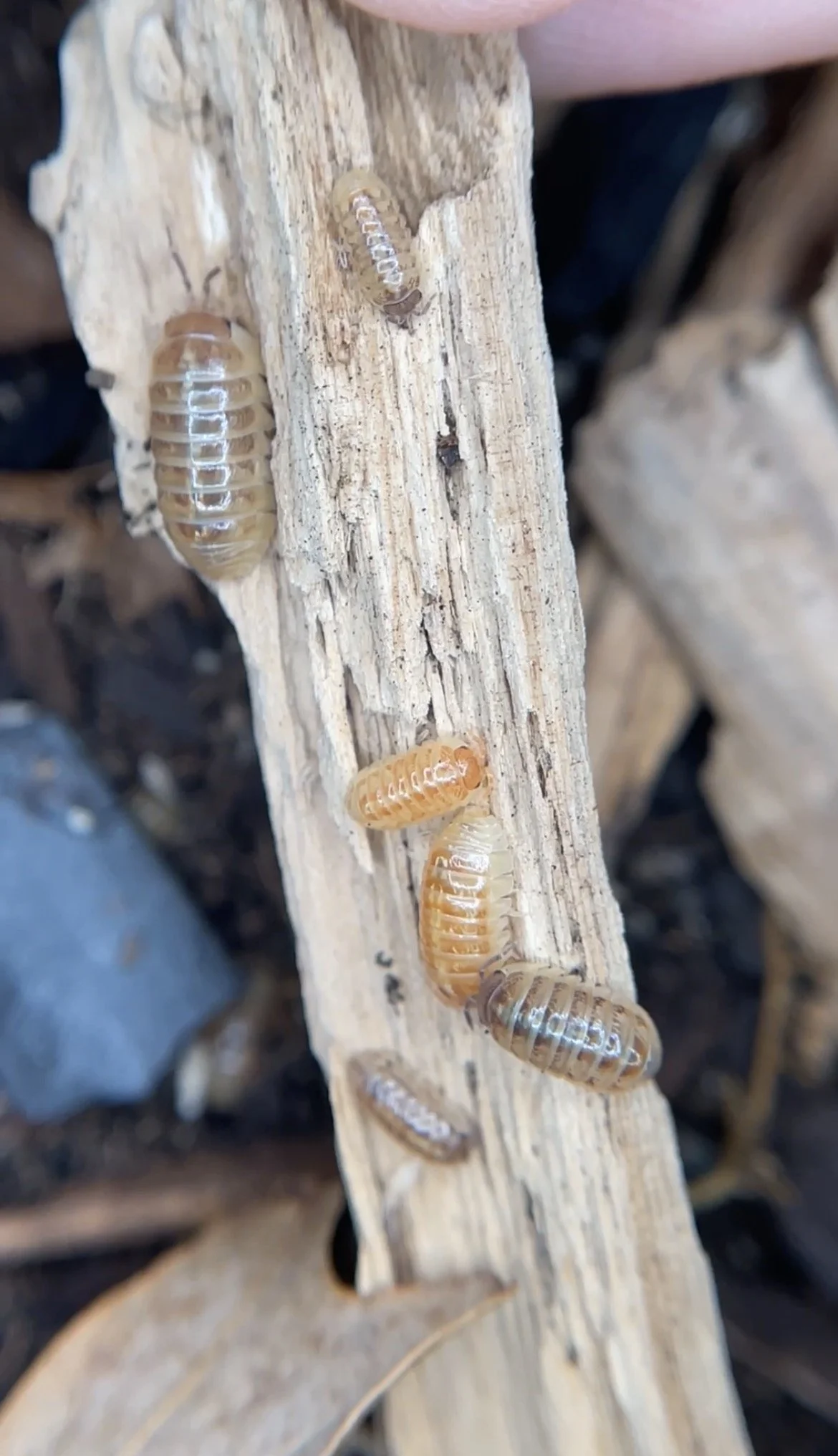 Gem Mix Isopods (Armadillidium Vulgare) 10 Count