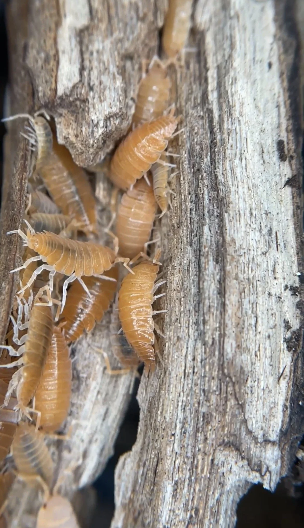 Powder Orange Isopods (Porcellionides Pruinosus) 10 Count
