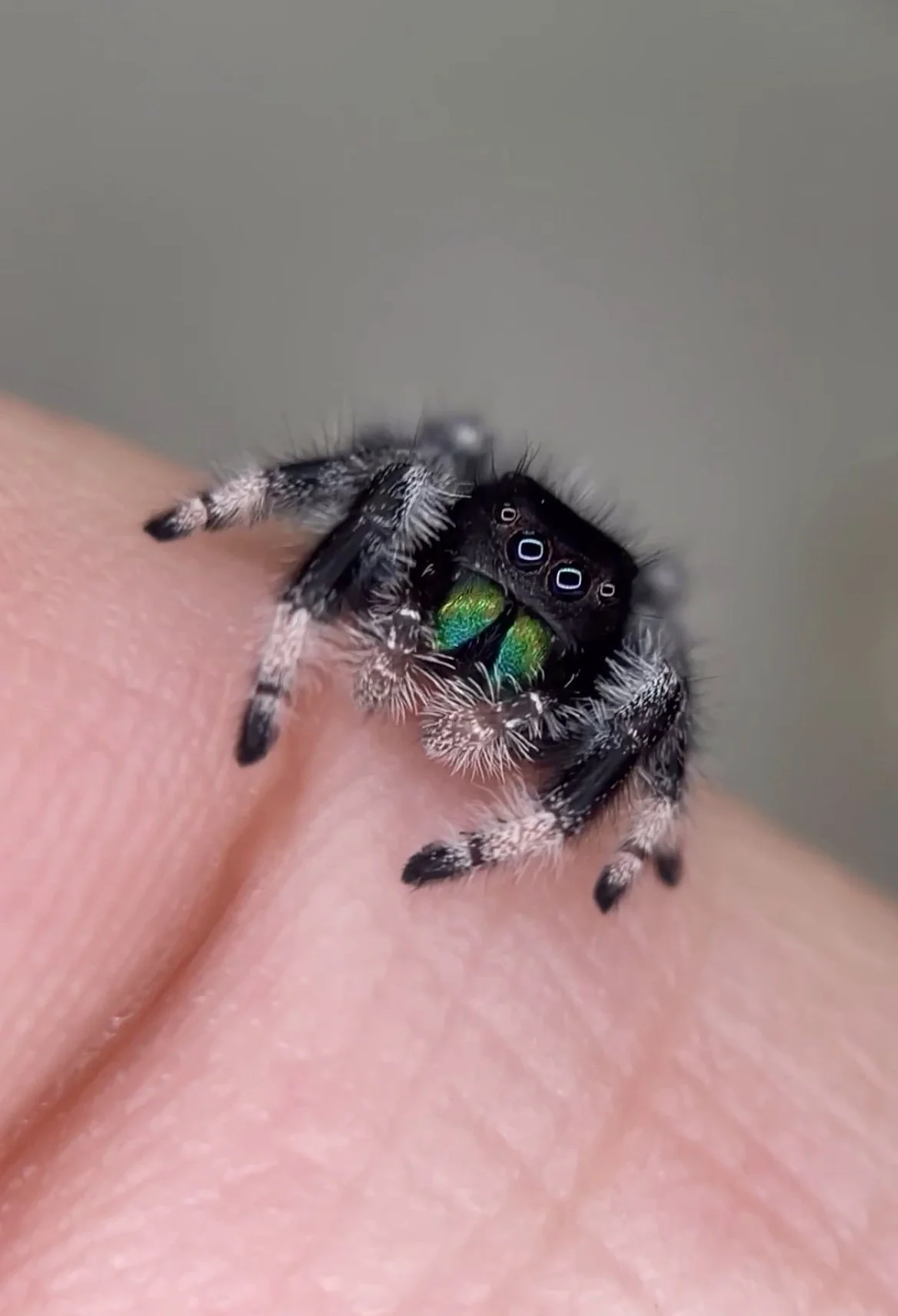 Fink