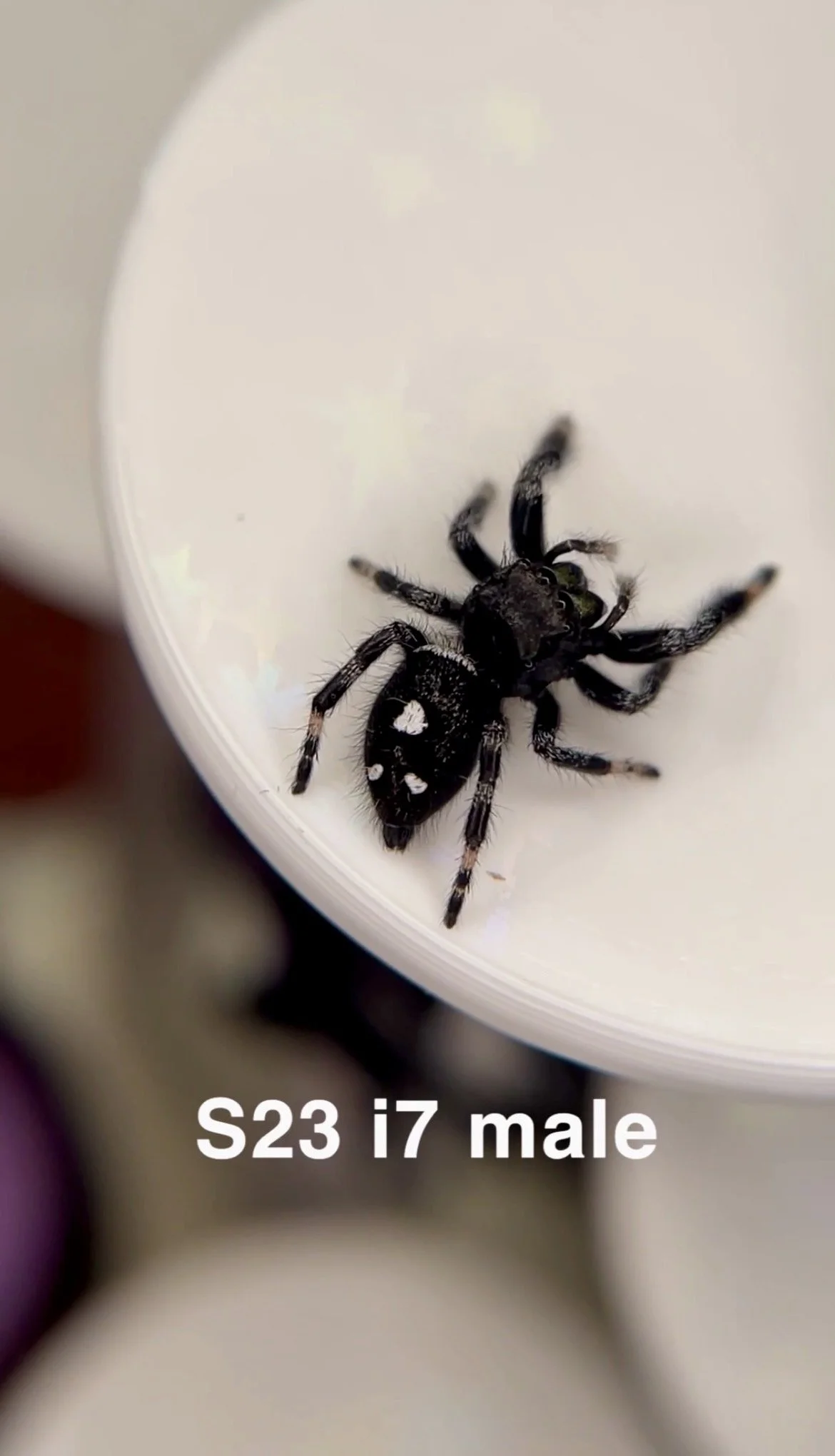 image17.jpeg