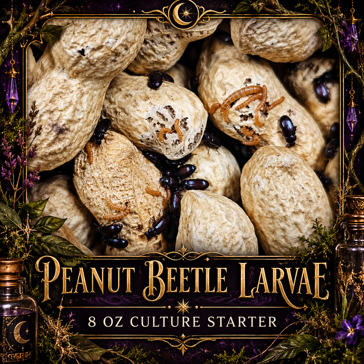 Enchanted Peanut Beetle Culture Label.png
