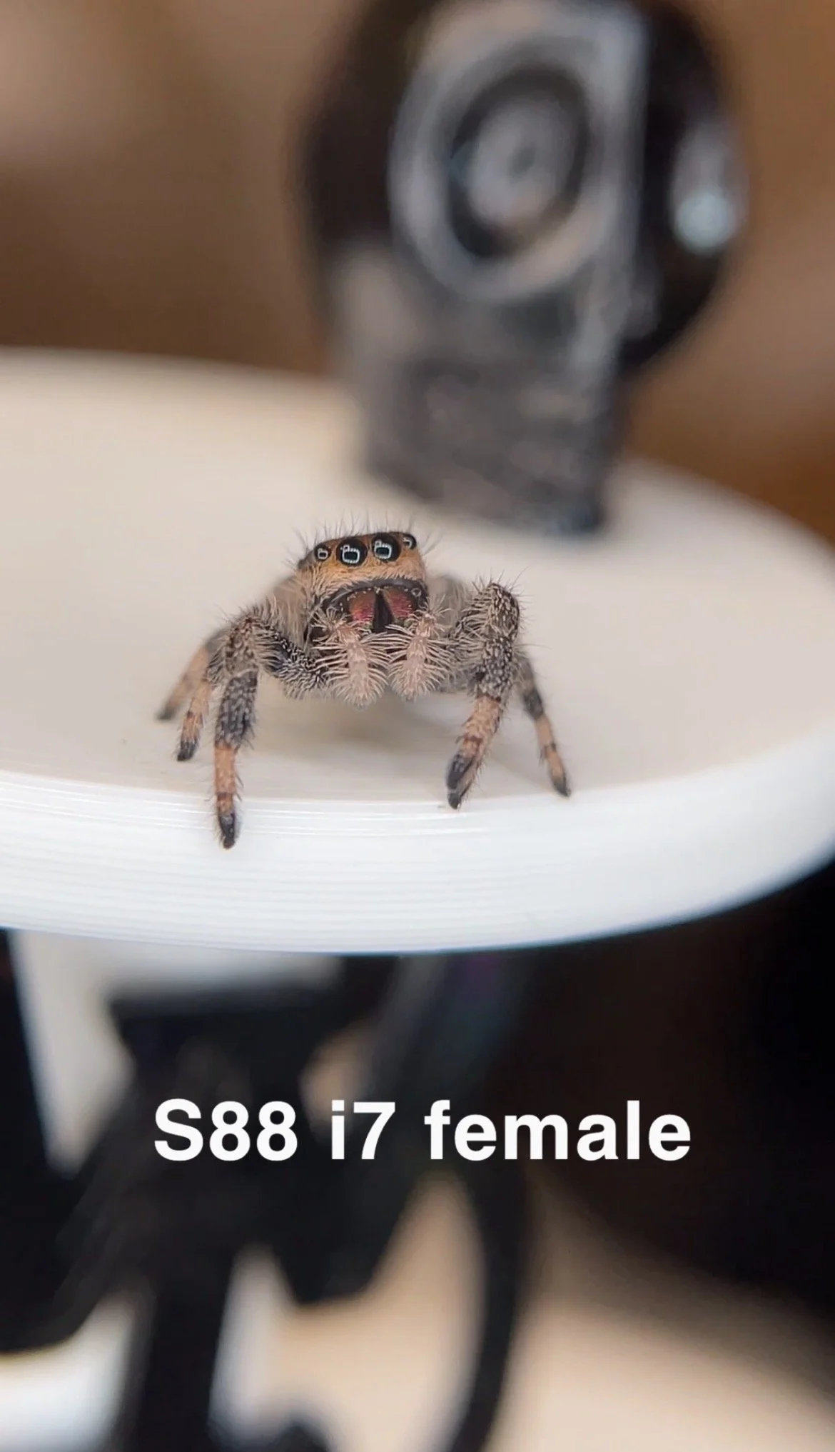 Penelope