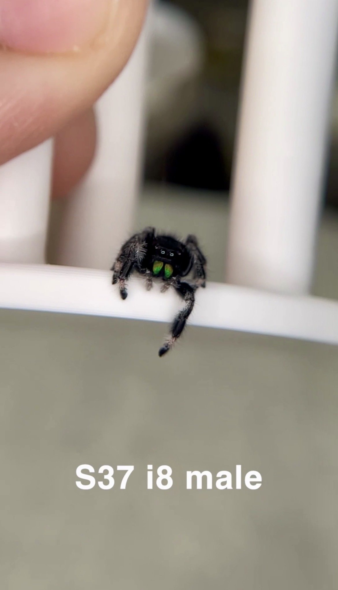 Fidget