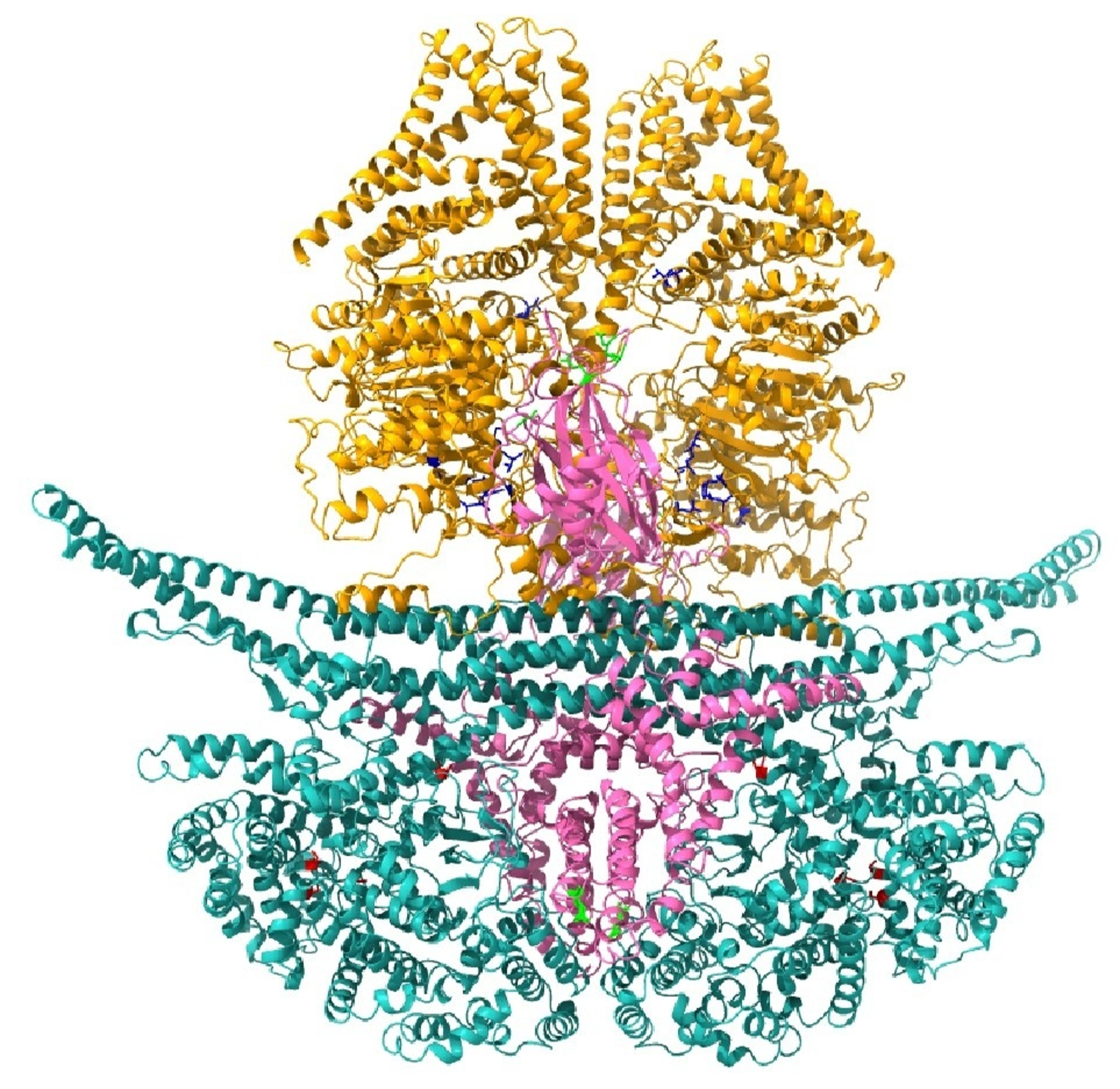AlphaFold model of Ingression Progression Complex in C. deneoformans.