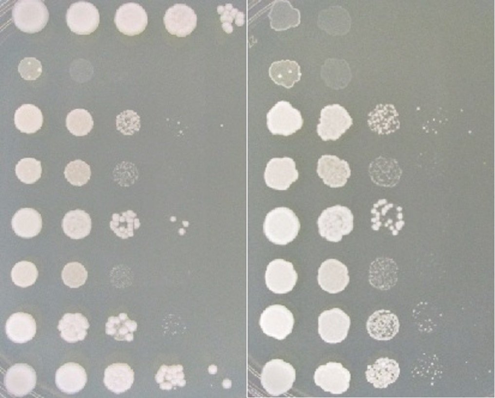 Plate images showing serial dilution spotting assays for calcineurin suppressors.