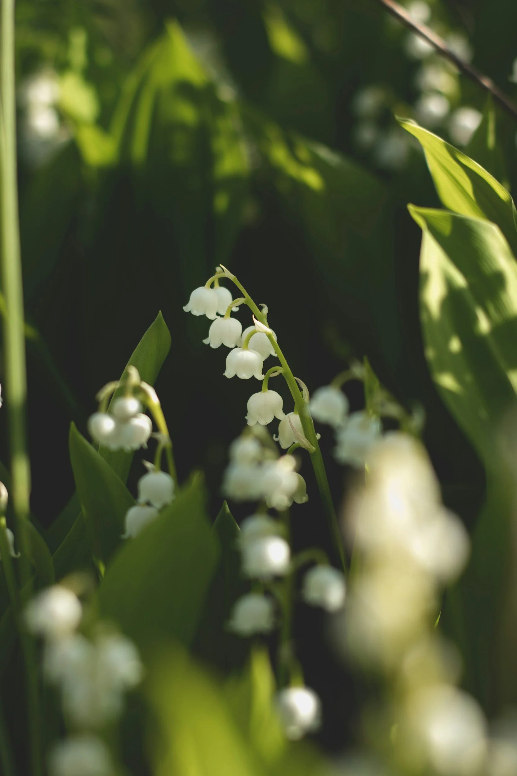 Close-up of white lily of the valley flowers with green leaves in soft sunlight