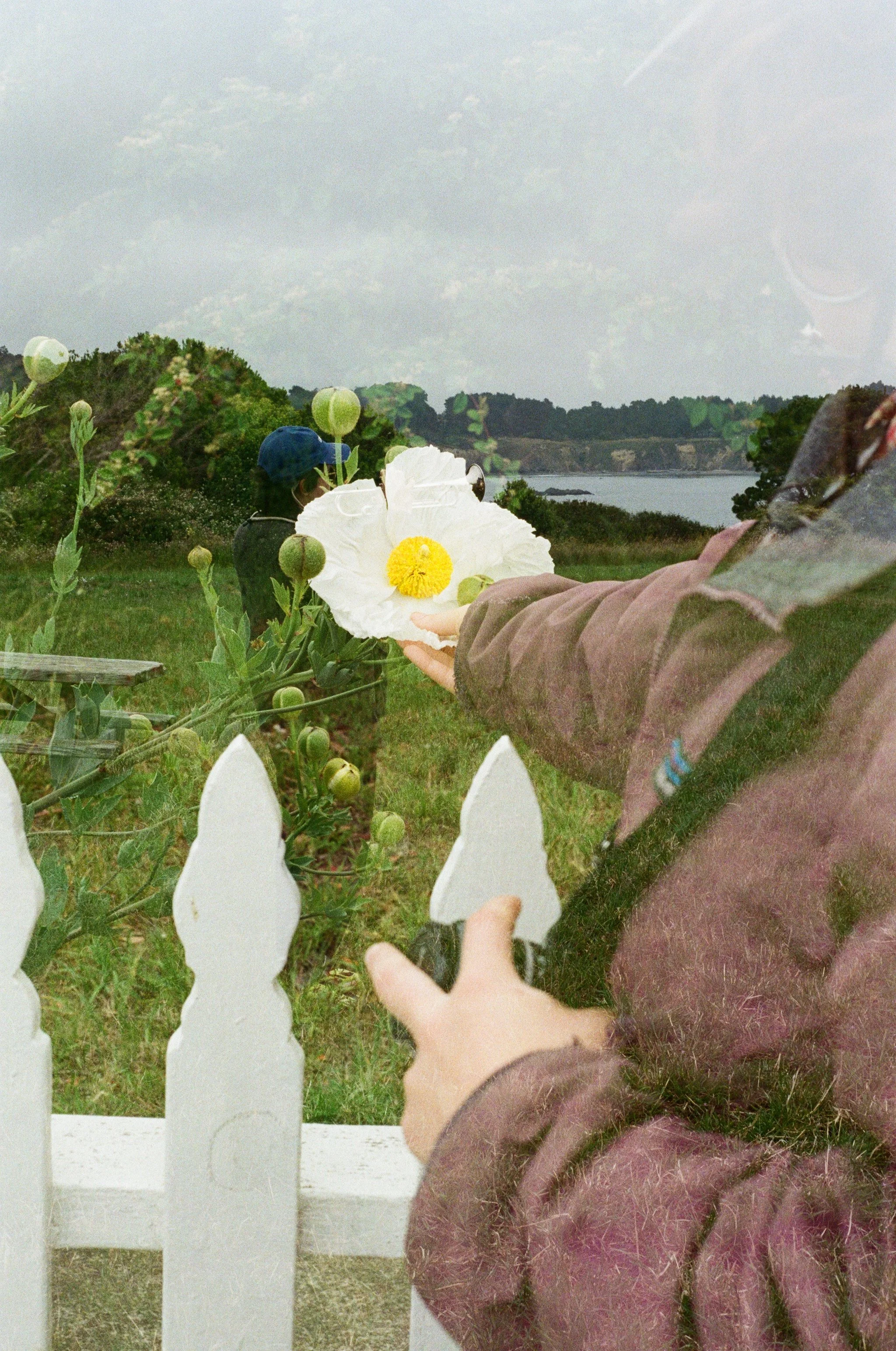 a double exposure of a hand touching a white and yellow egg-yolk poppy flower behind a white fence, over an image of someone in a blue cap playing the trumpet in a lush green coastal field