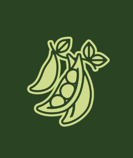 Outline drawing of pea pods with peas inside, set against a dark green background. It is the Sanctuary Kitchen Logo.
