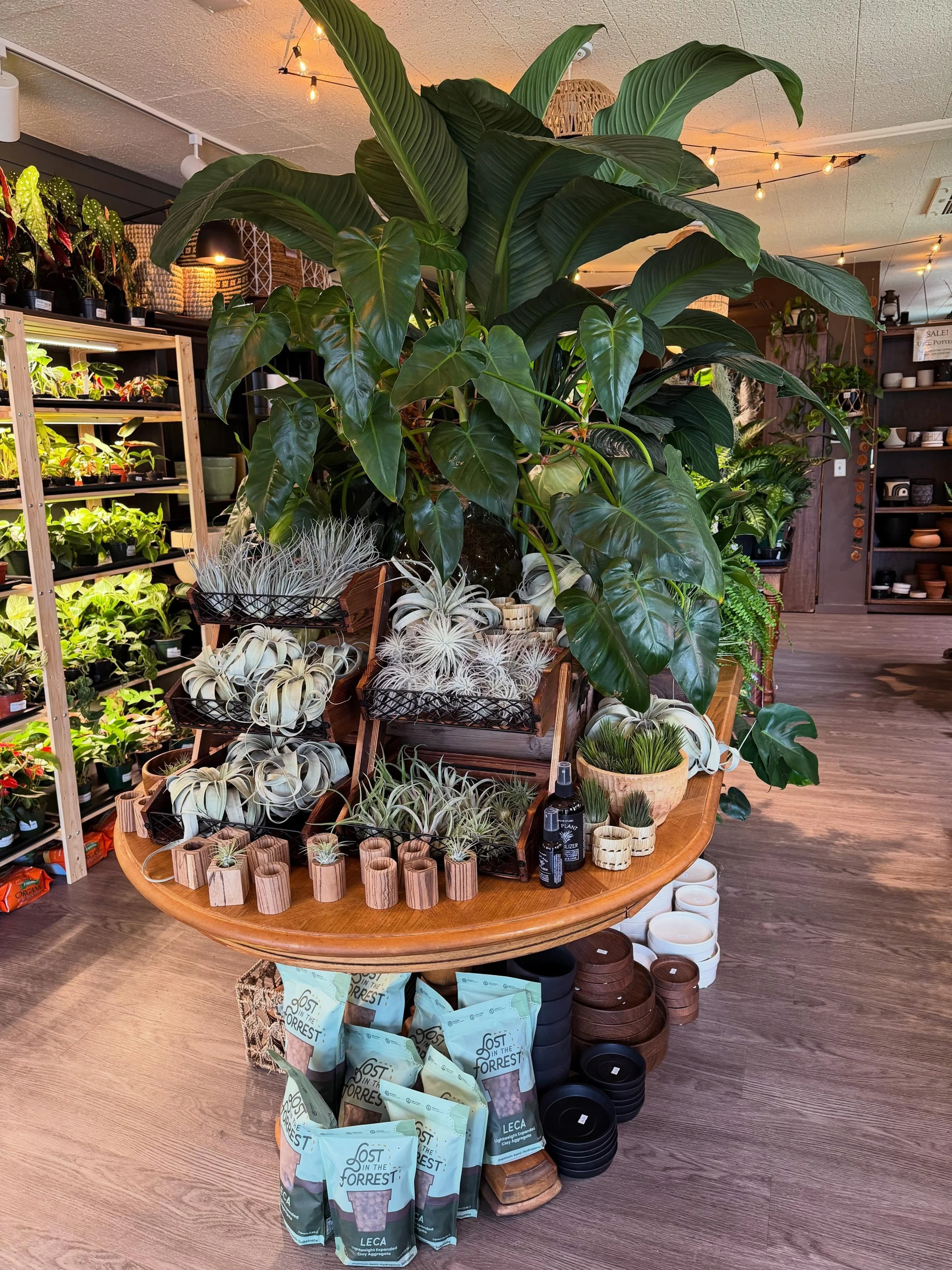 Feeling like a cozy jungle in here! We&rsquo;ll be carrying tropical houseplants, cacti, succulents, air plants, and more! Come see us soon. 💚🌱