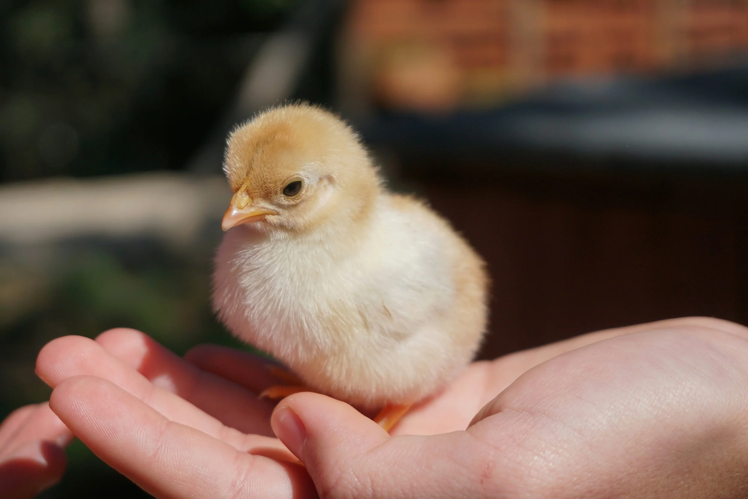 A small yellow baby chick resting on a person's hand.