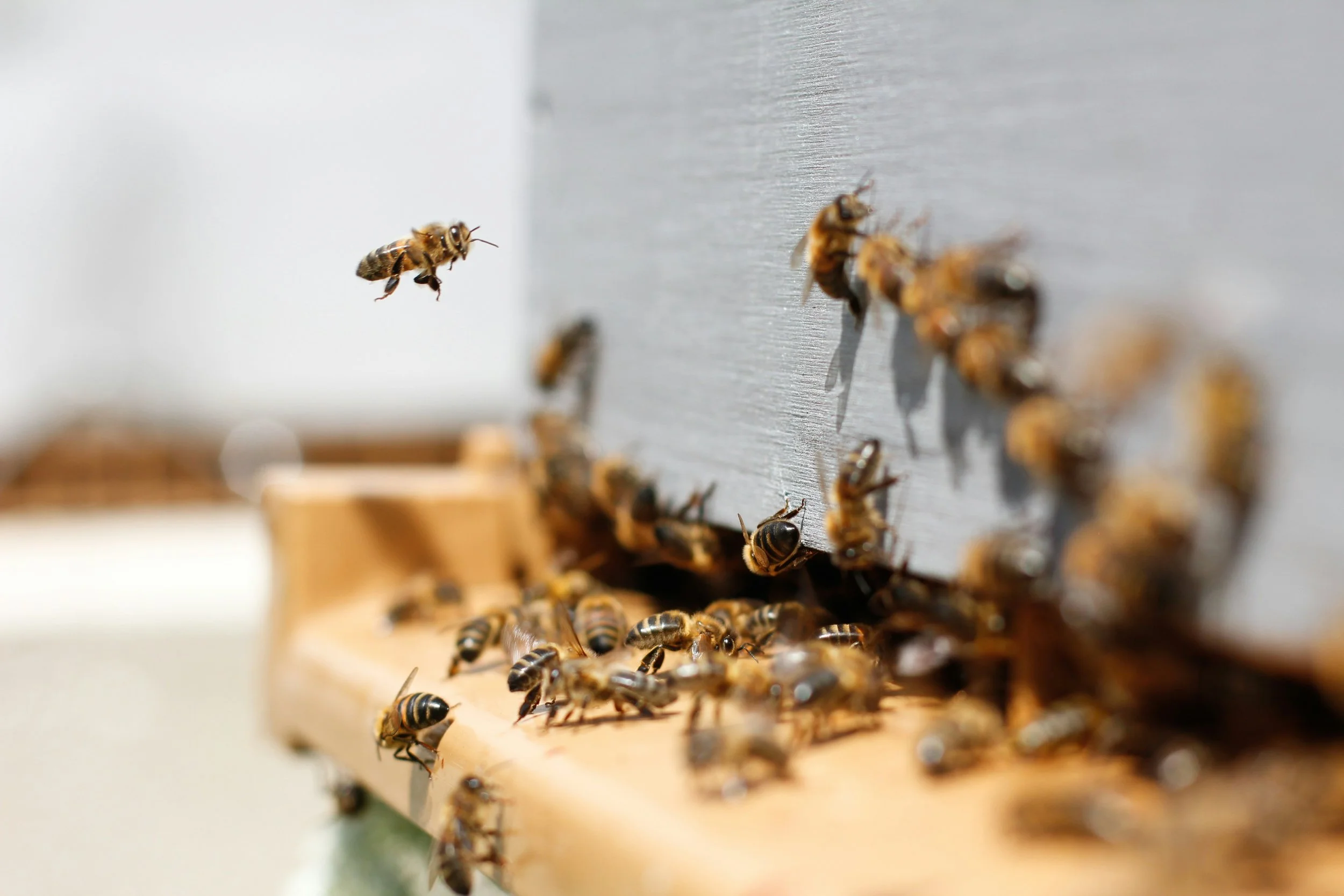 A close-up of honeybees on a hive frame, with one bee flying midair near the hive.