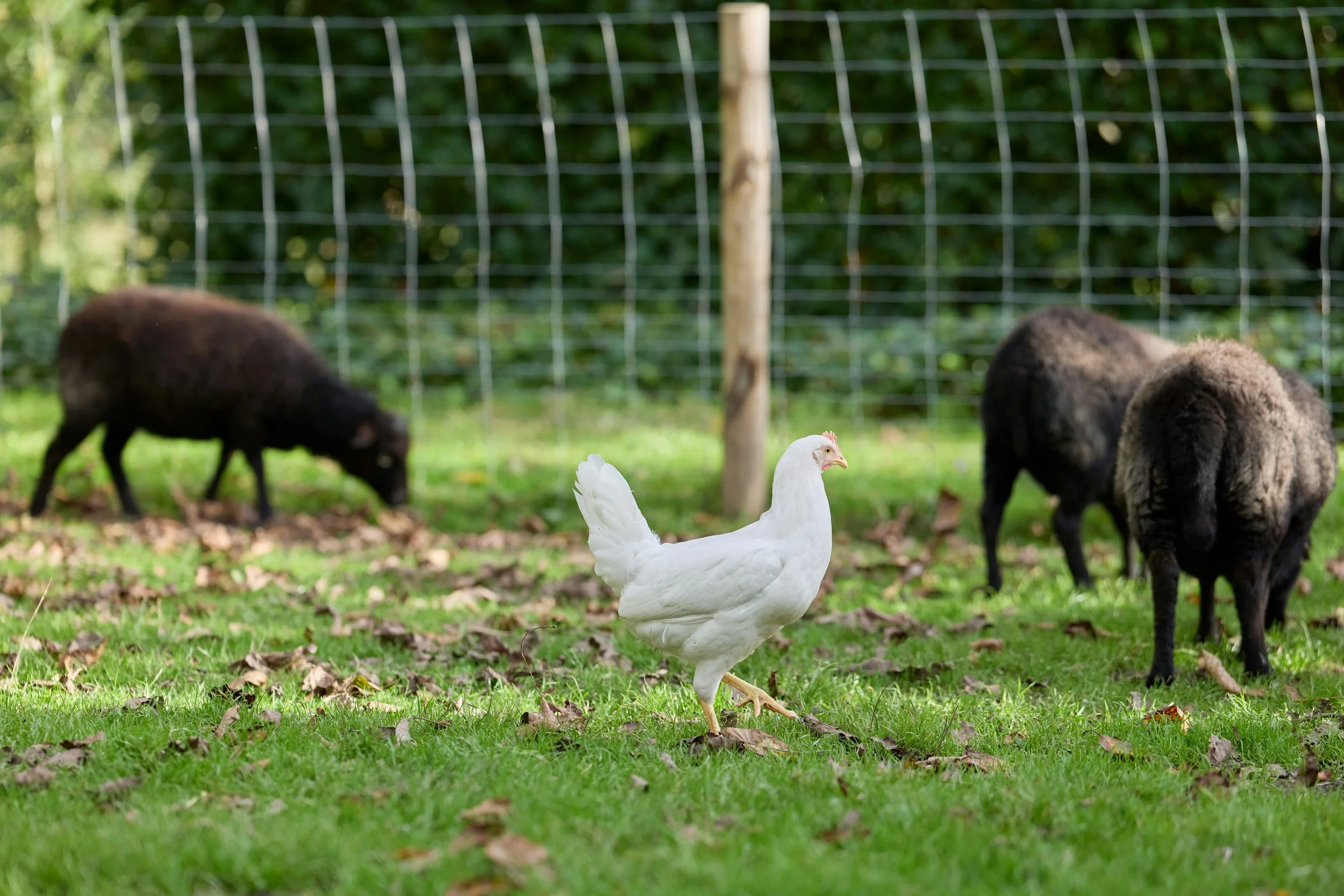 A white chicken standing on green grass in front of two dark-colored pigs and a wire fence with trees in the background.