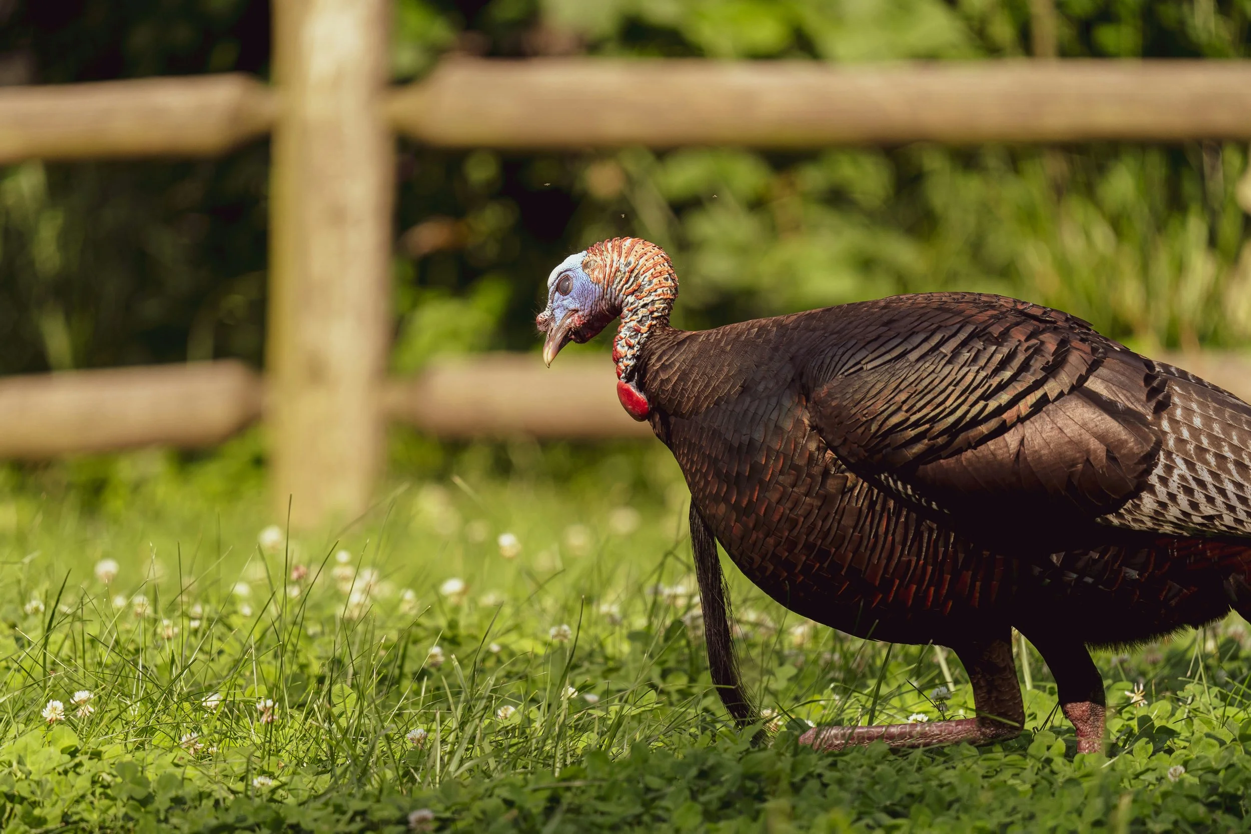 A wild turkey standing on a grassy field with small white flowers, blurred green foliage in the background, and a wooden fence in the foreground.