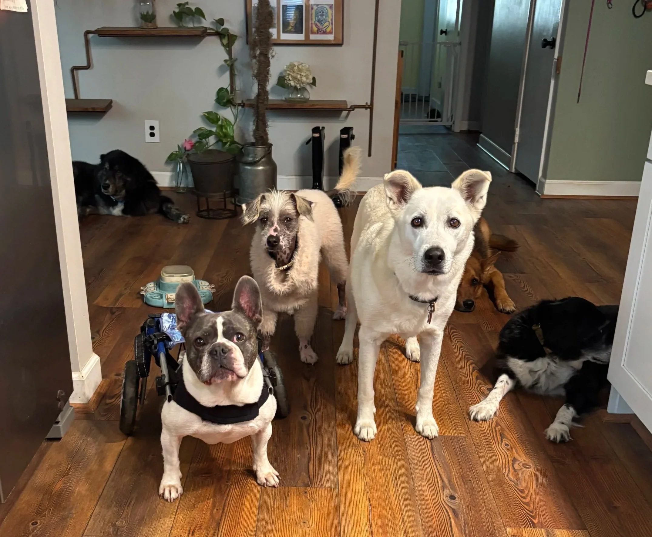 A group of multiple dogs of various breeds and sizes inside a home, standing on hardwood floors in front of a wall with shelves, plants, and artwork.