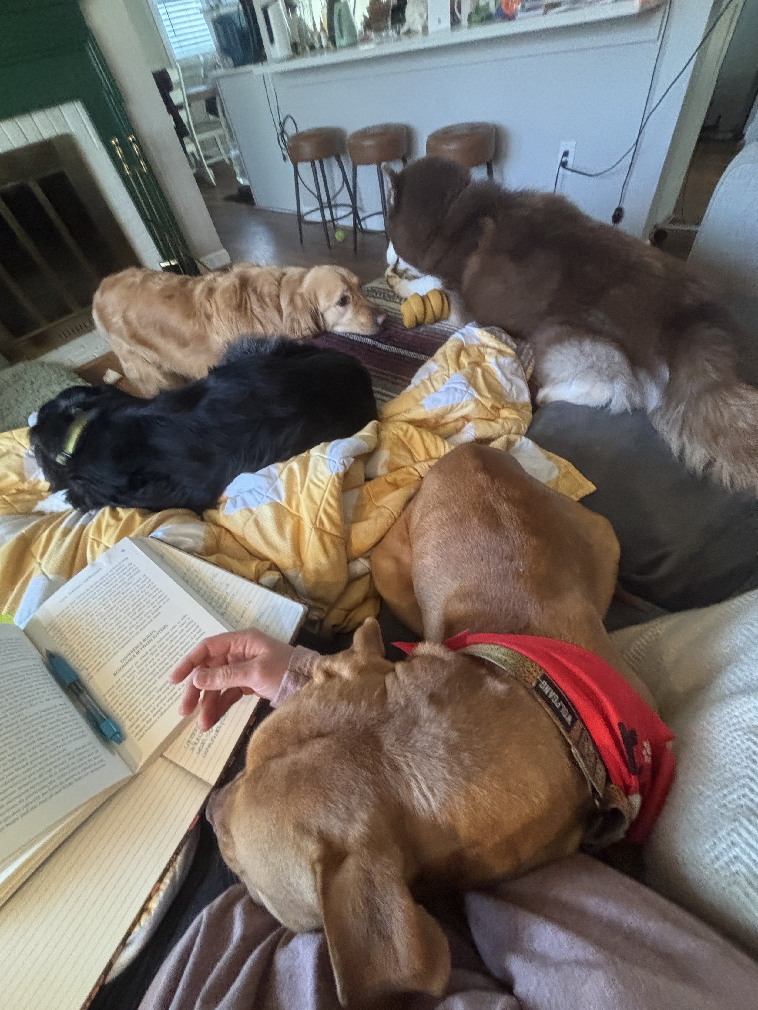 Multiple dogs resting near a person reading a book, in a cozy indoor setting with a countertop and bar stools in the background.