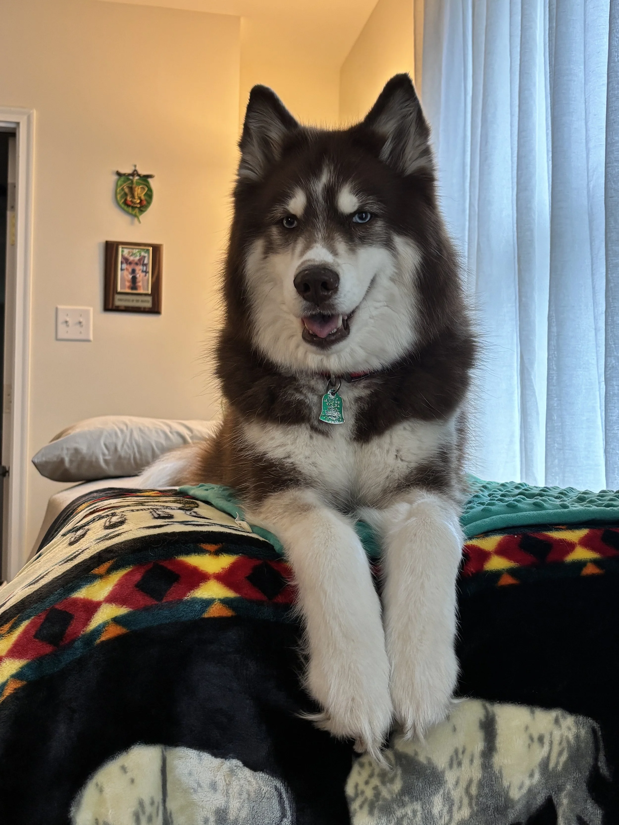 A Husky dog with blue eyes sitting on a blanket with a colorful pattern, indoors near a window with blue curtains.