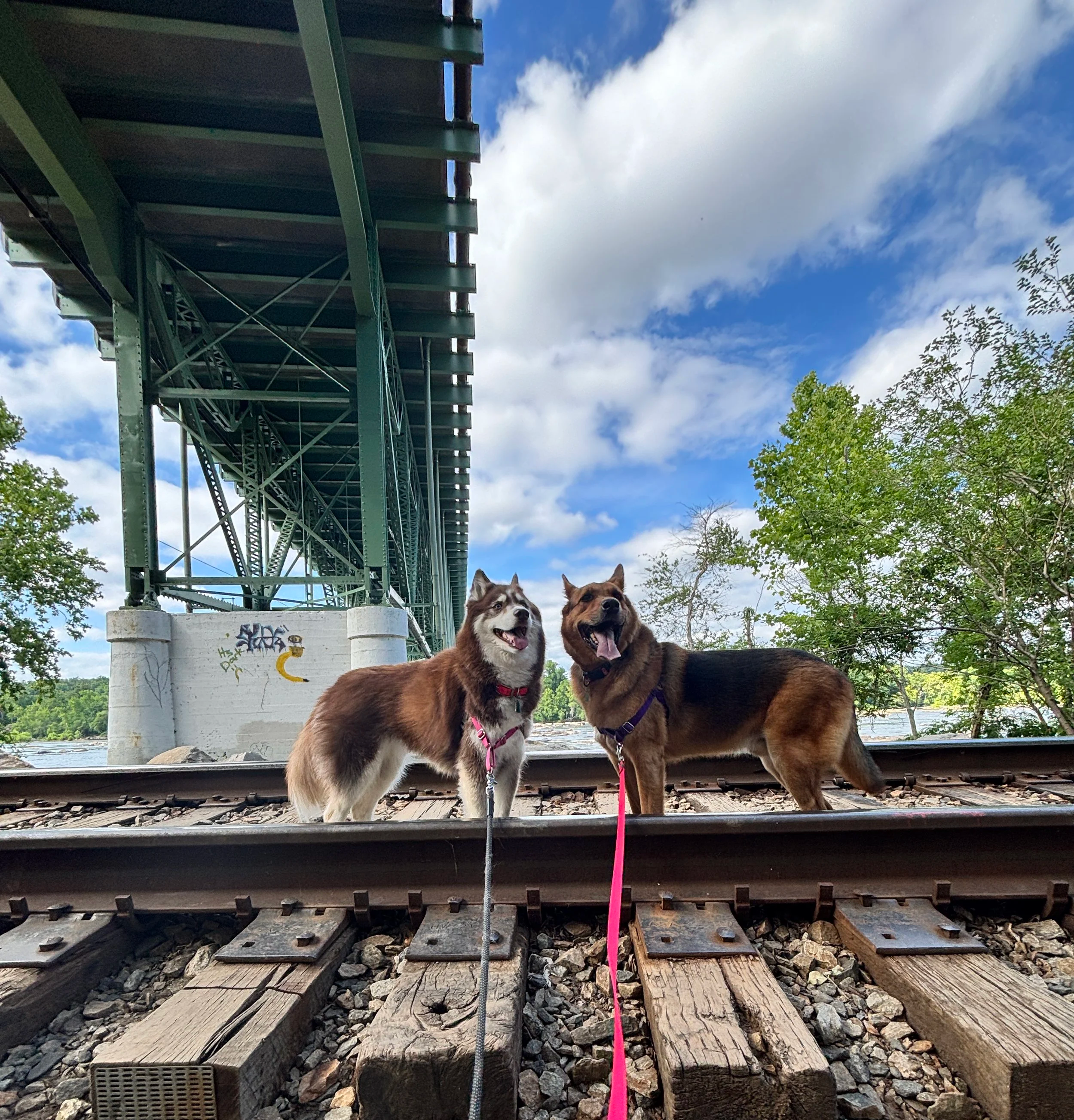Two dogs standing on railroad tracks underneath a green bridge, with trees and a partly cloudy sky in the background.