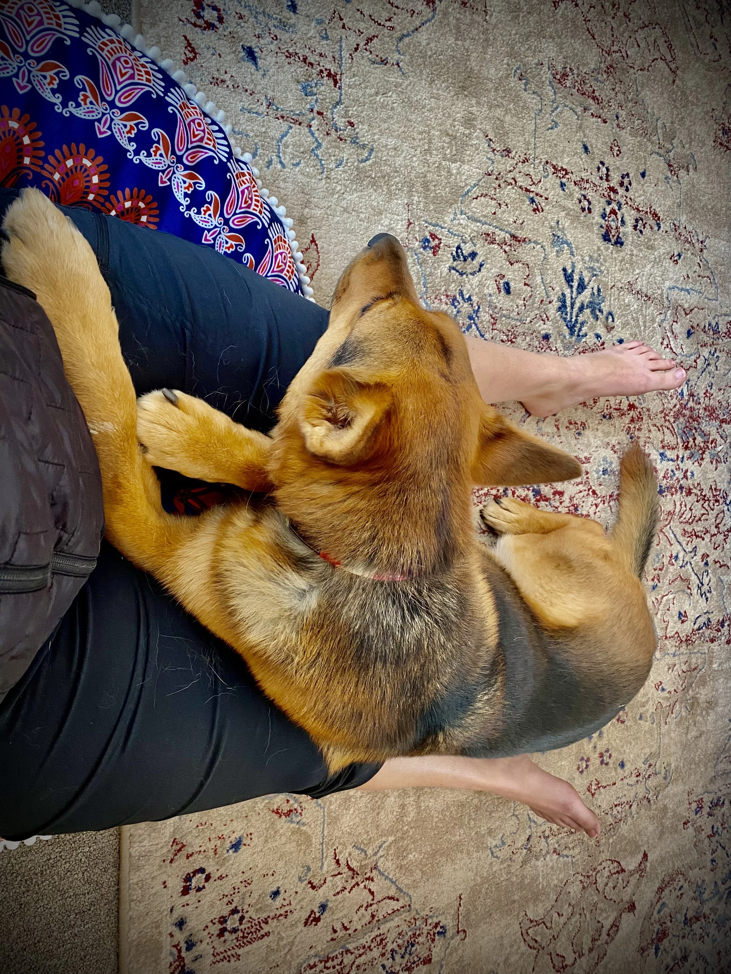 Person sitting on a patterned rug with a large dog lying on their lap. The person's face is not visible, they are wearing shorts and a jacket. The dog appears to be a large breed, possibly a German Shepherd mix, with tan and black fur, resting its head on the person's leg.