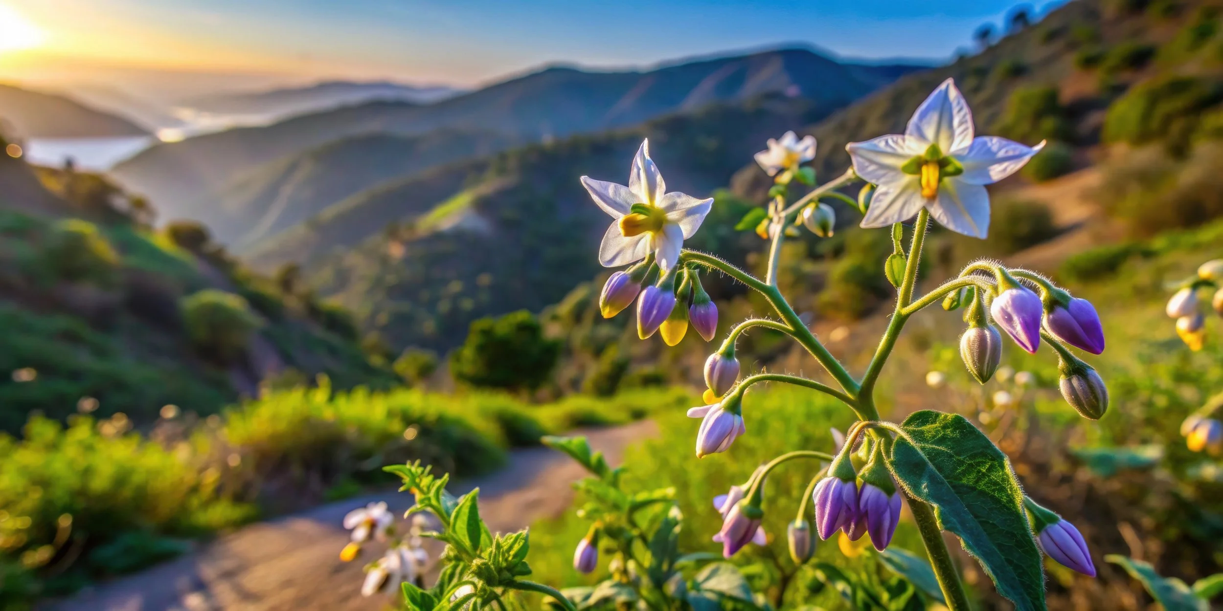 Chapparal nightshade in the Santa Monica Mountains by Nasnut
