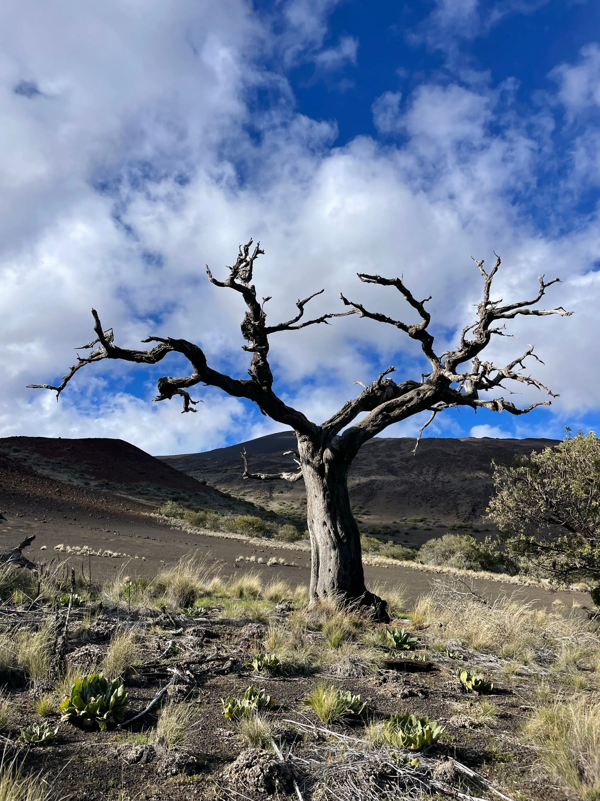 Lone tree by Petra Nestil