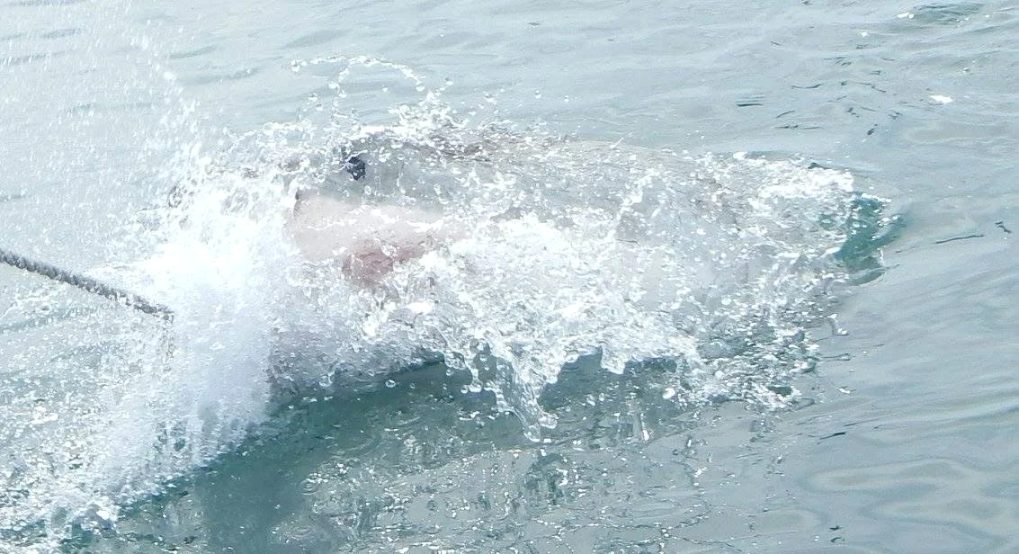 A great white shark breaking the surface of the water during a cage diving trip in South Africa.