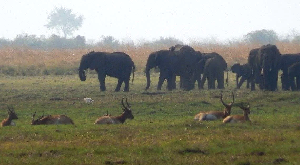 Elephants crossing the grassland near Botswana’s Okavango Delta, with antelope resting in the foreground.