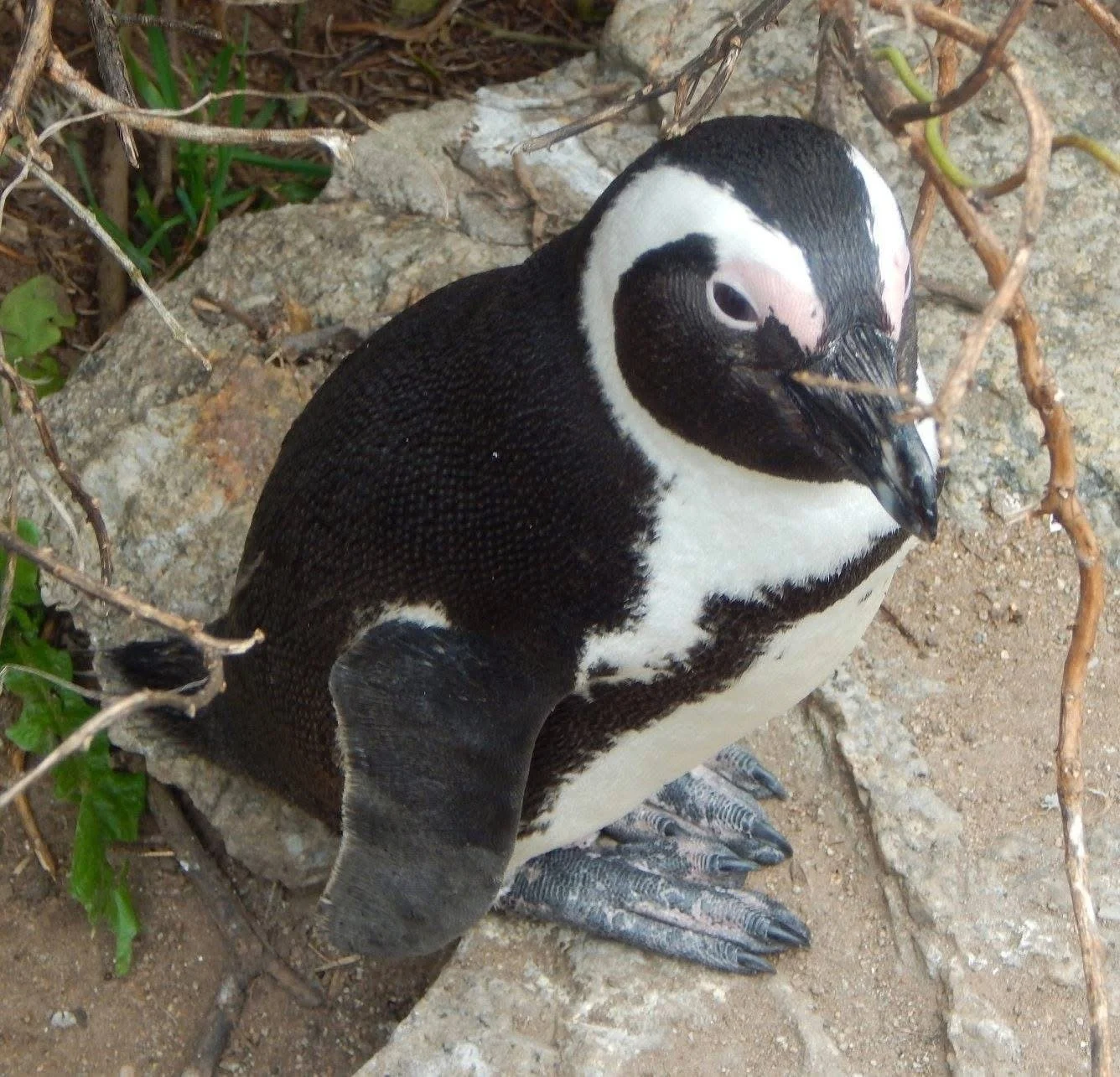 African penguin standing among rocks and plants in South Africa.