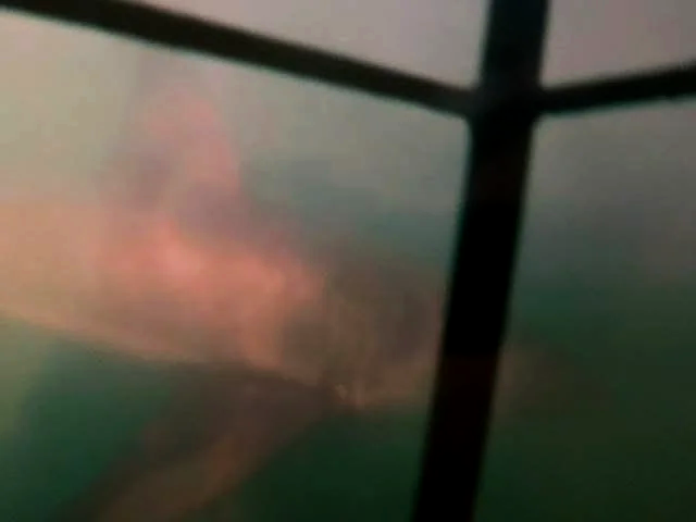 A great white shark swimming past the underwater cage during a cage dive in South Africa.