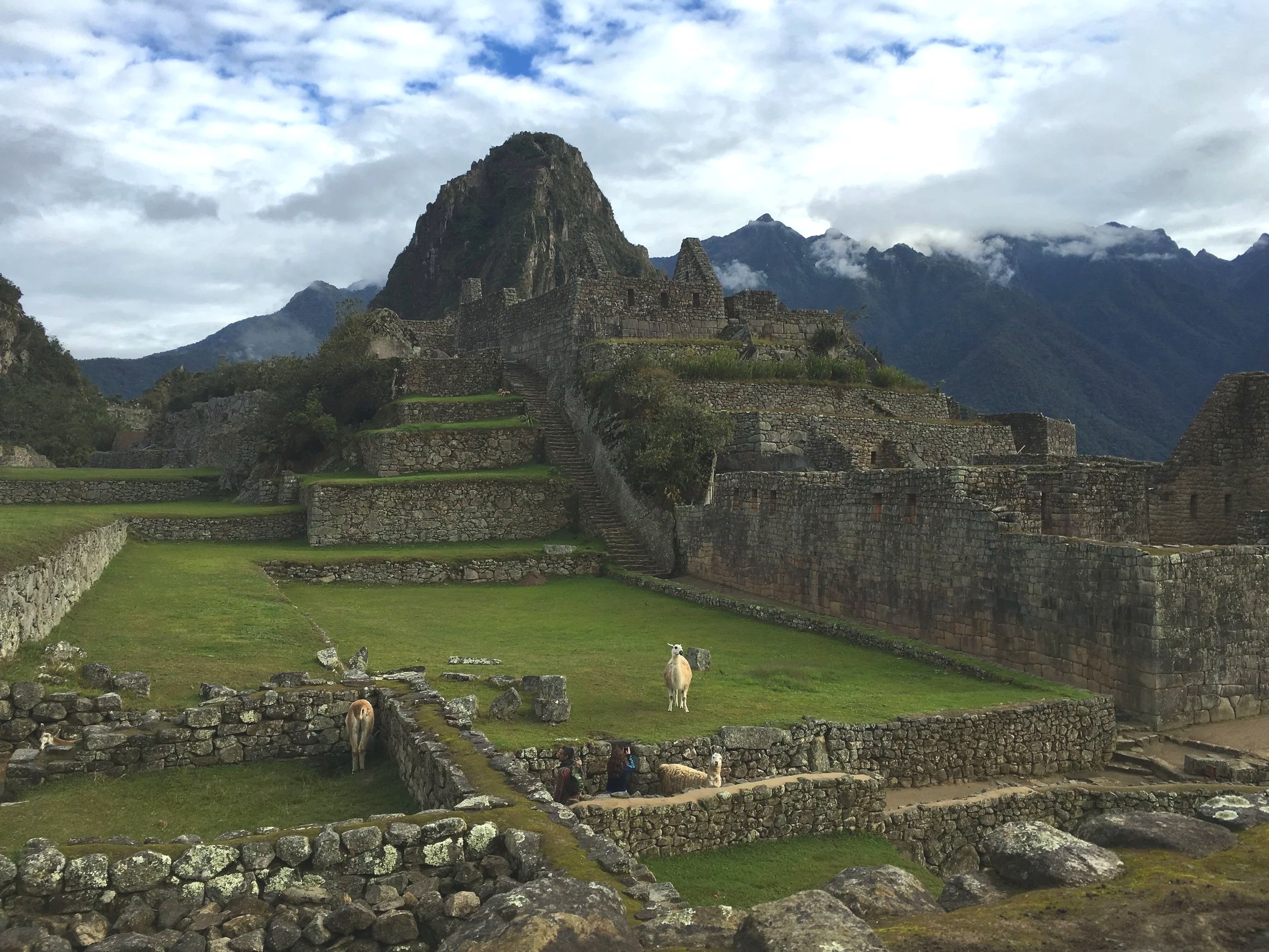 Ancient stone ruins of Machu Picchu set against a backdrop of mountains and cloudy sky, with llamas on the grassy foreground.