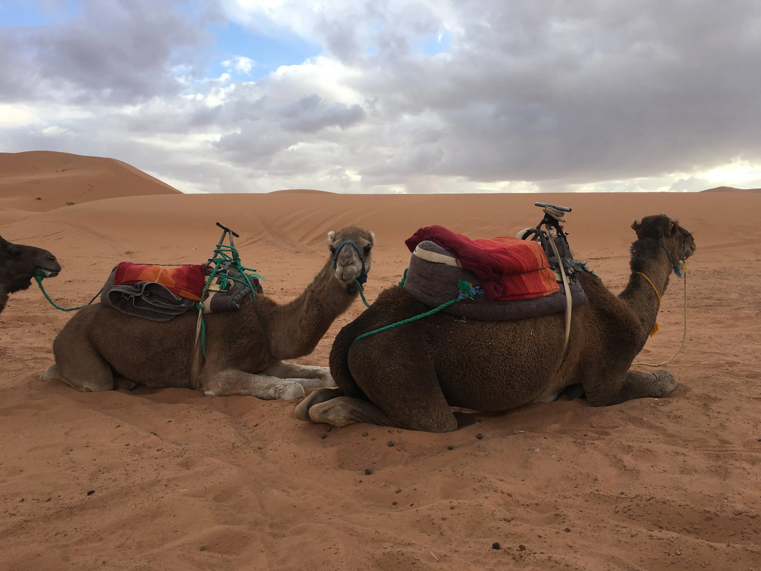 Saddled camels resting beside sand dunes before a camel ride in Morocco.