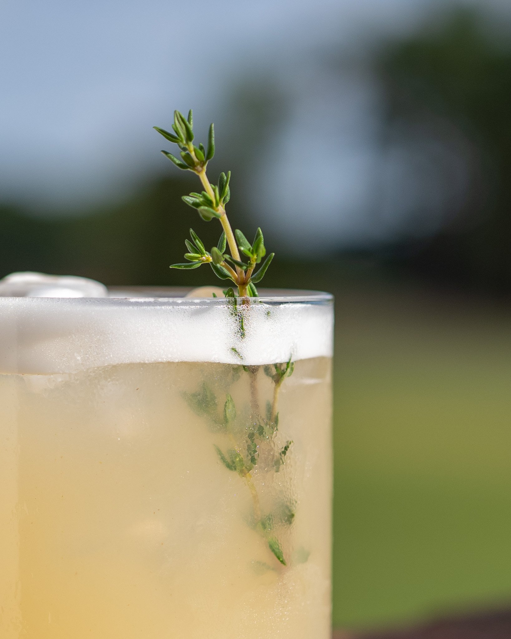 A small green plant growing inside a transparent container filled with water, with its reflection visible below.