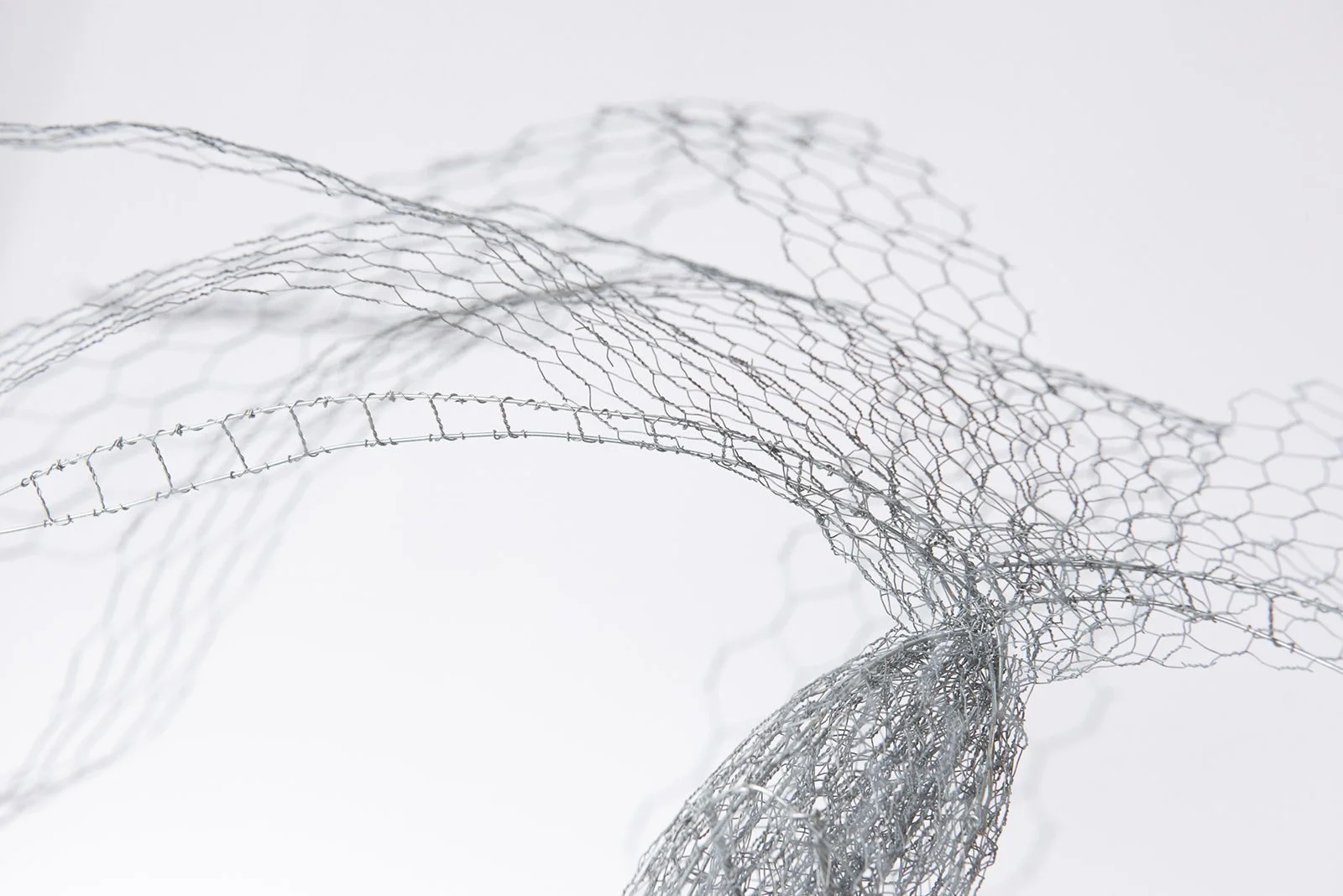 Lyrebird display.jpg