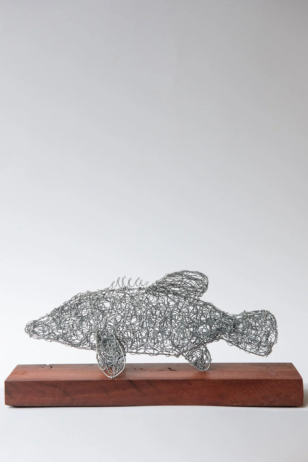 Murray Cod