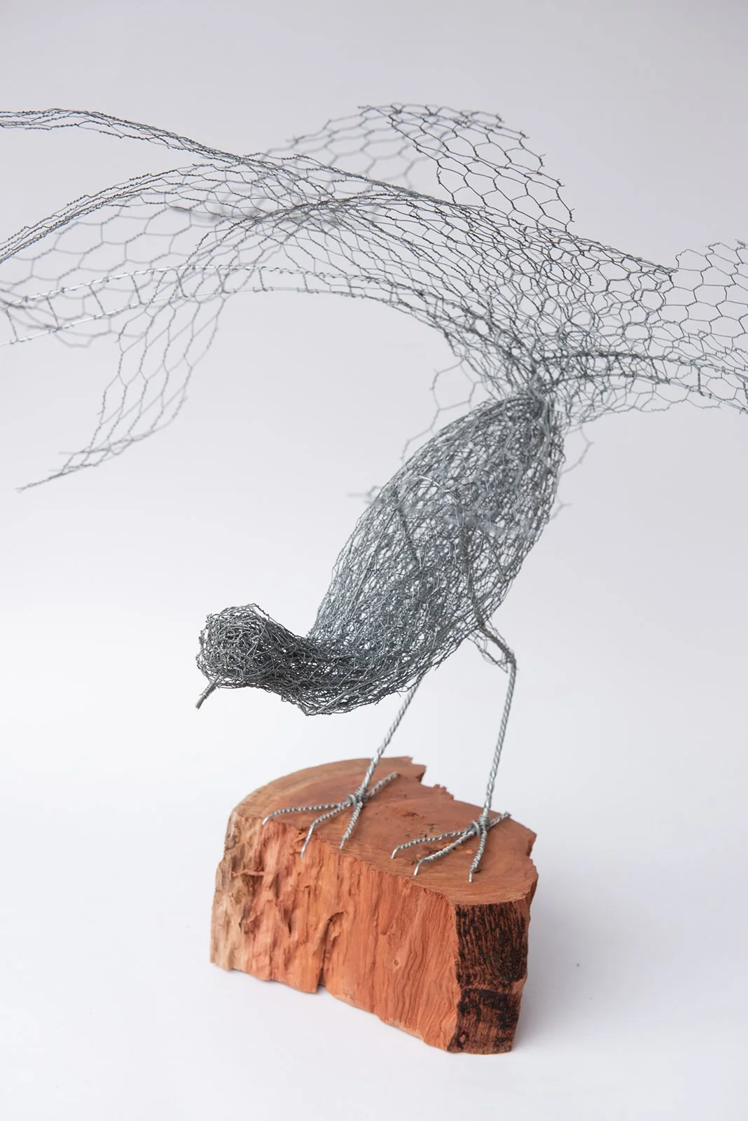 "Superb Lyrebird"