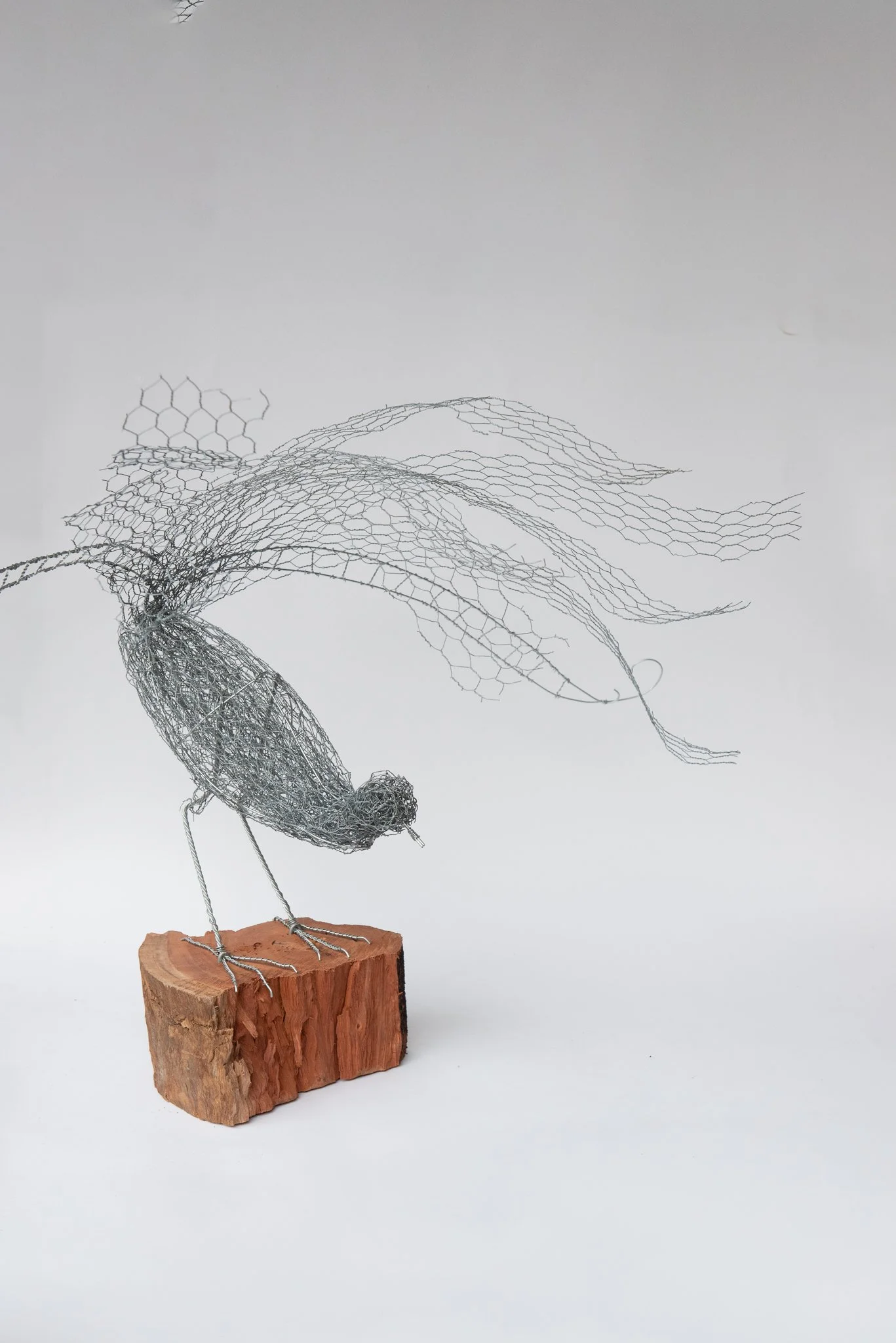 Wire sculpture of an Australian superb lyrebird on natural redgum timber in full display, created by Julian of the Wire Studio on the Mornington Peninsula
