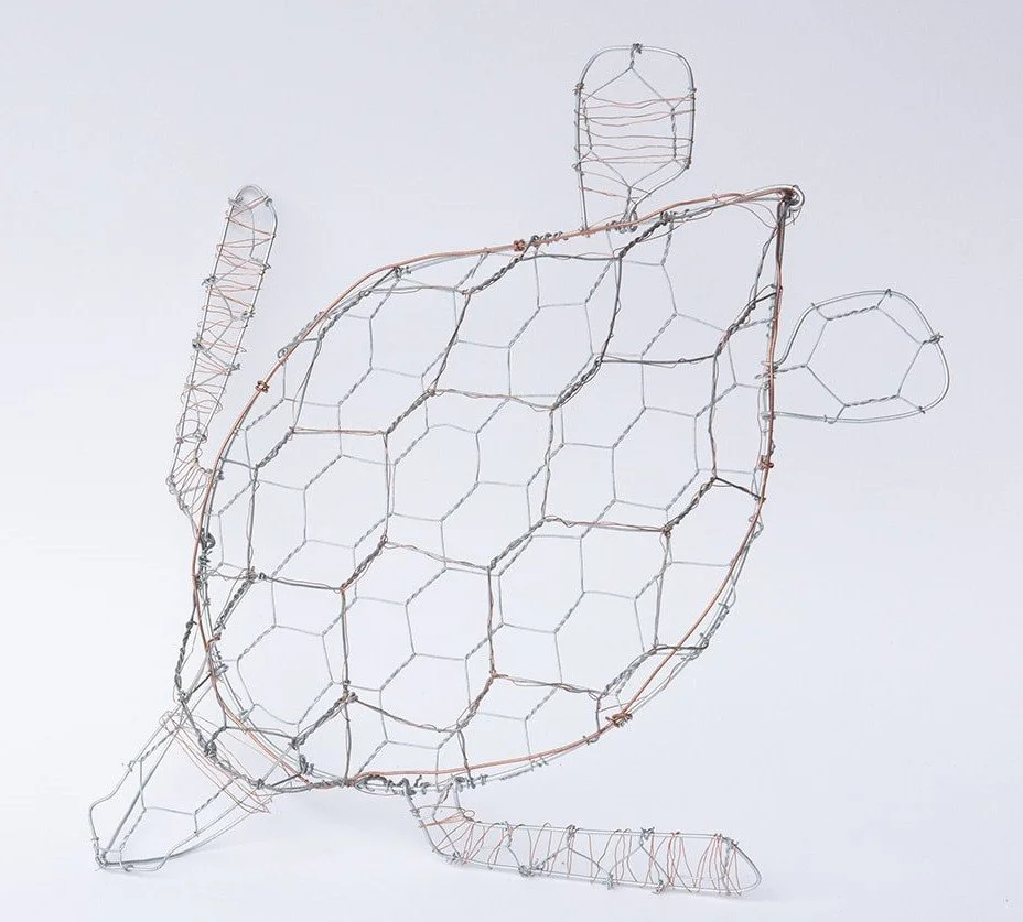 Green Sea turtle