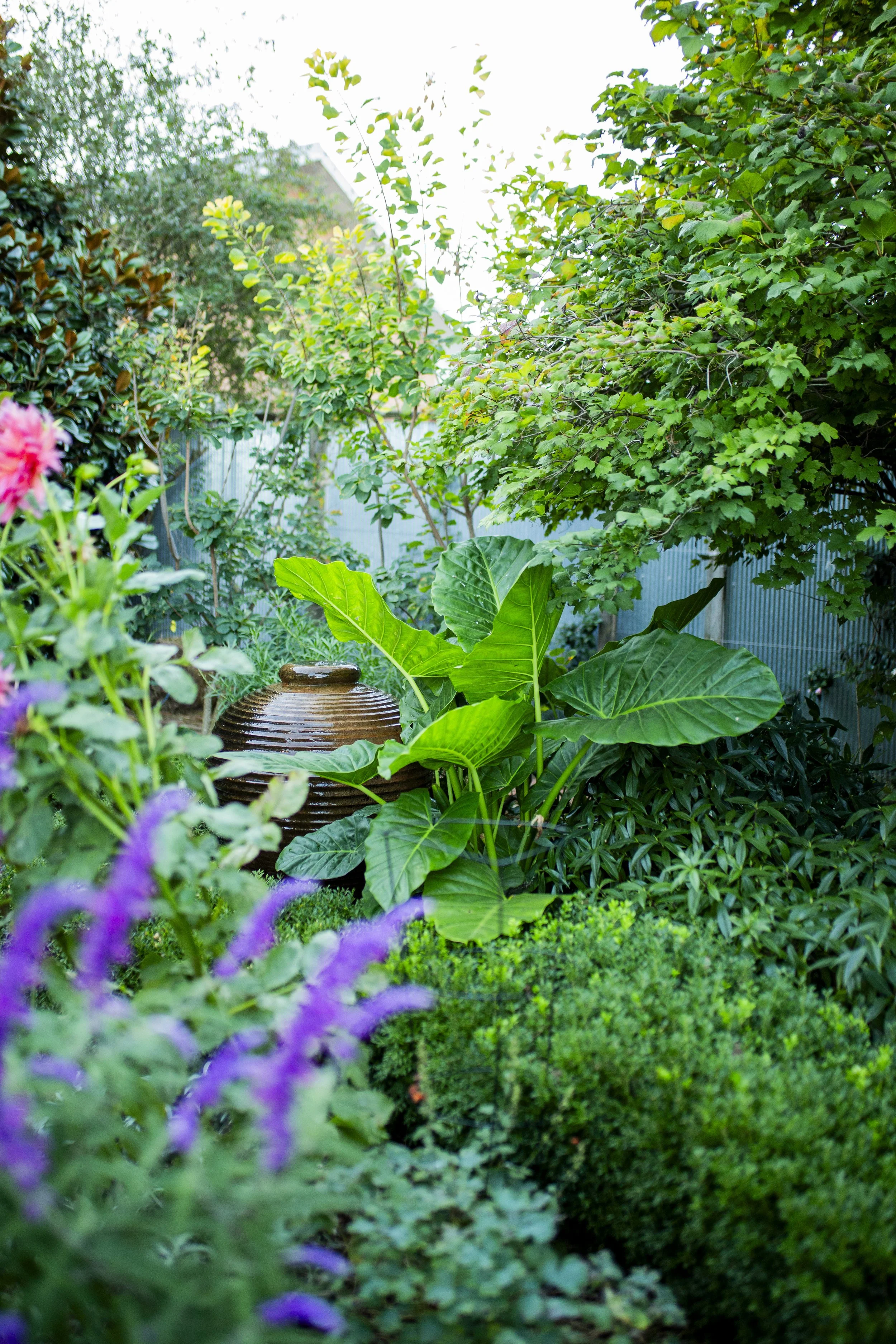 Lush garden with various green plants; a ceramic vase is partially visible among the foliage.