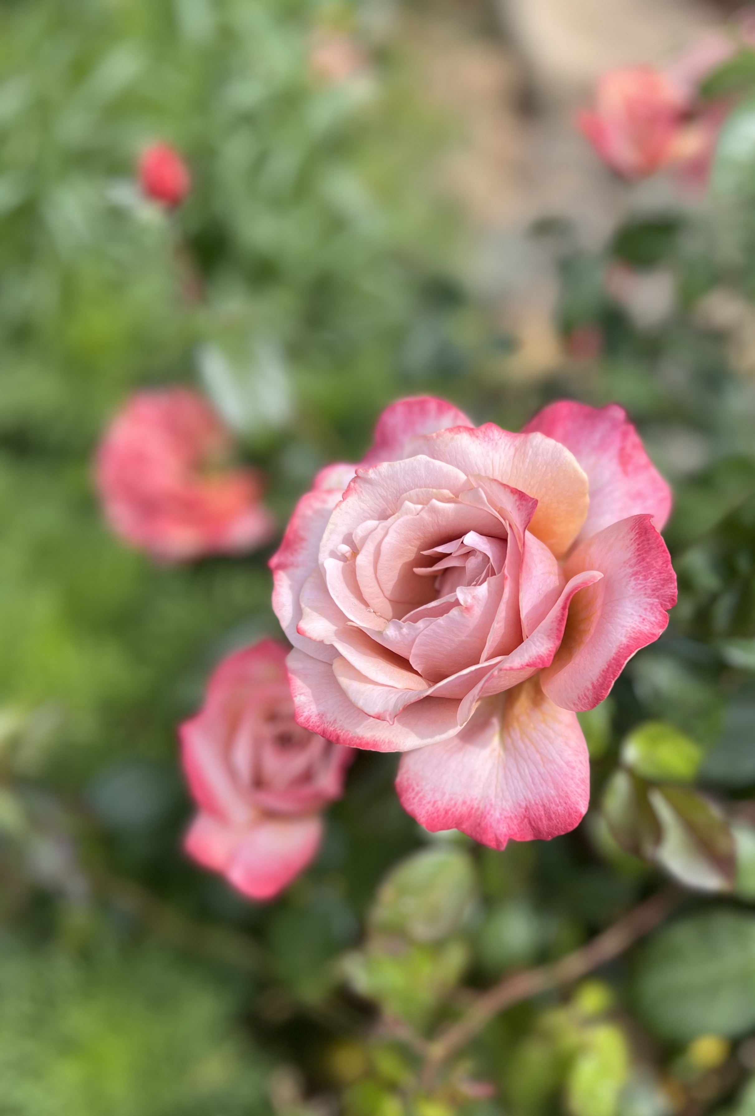 Close-up of a pink and white rose in full bloom with green blurred background.