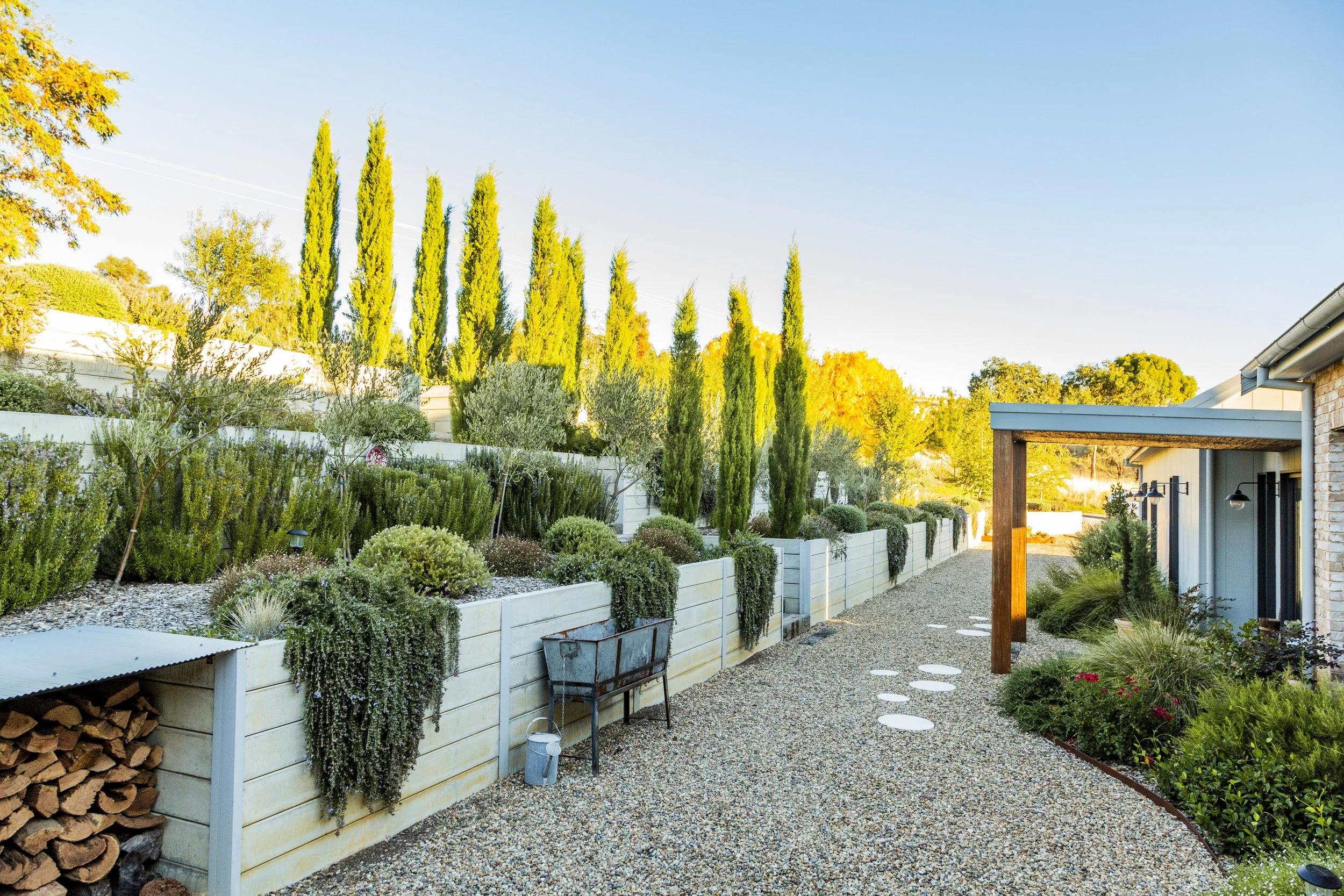 A backyard garden with tall, narrow cypress trees, a white fence, gravel pathway, and various shrubs and plants, illuminated by warm sunlight.