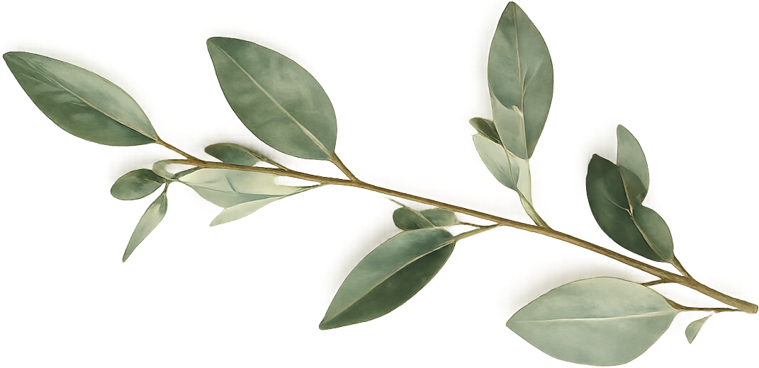 A branch with elongated green leaves.