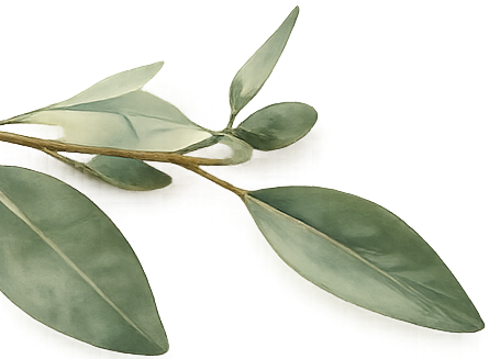 A bunch of green eucalyptus leaves on a white background.
