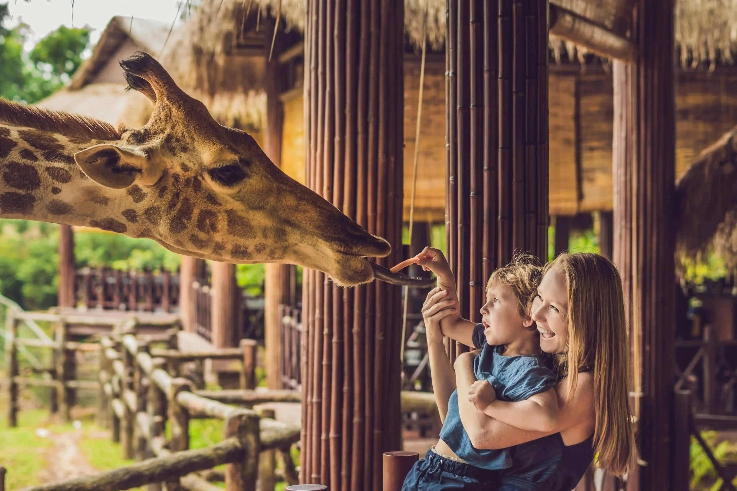 family feeding a giraffe at a lodge
