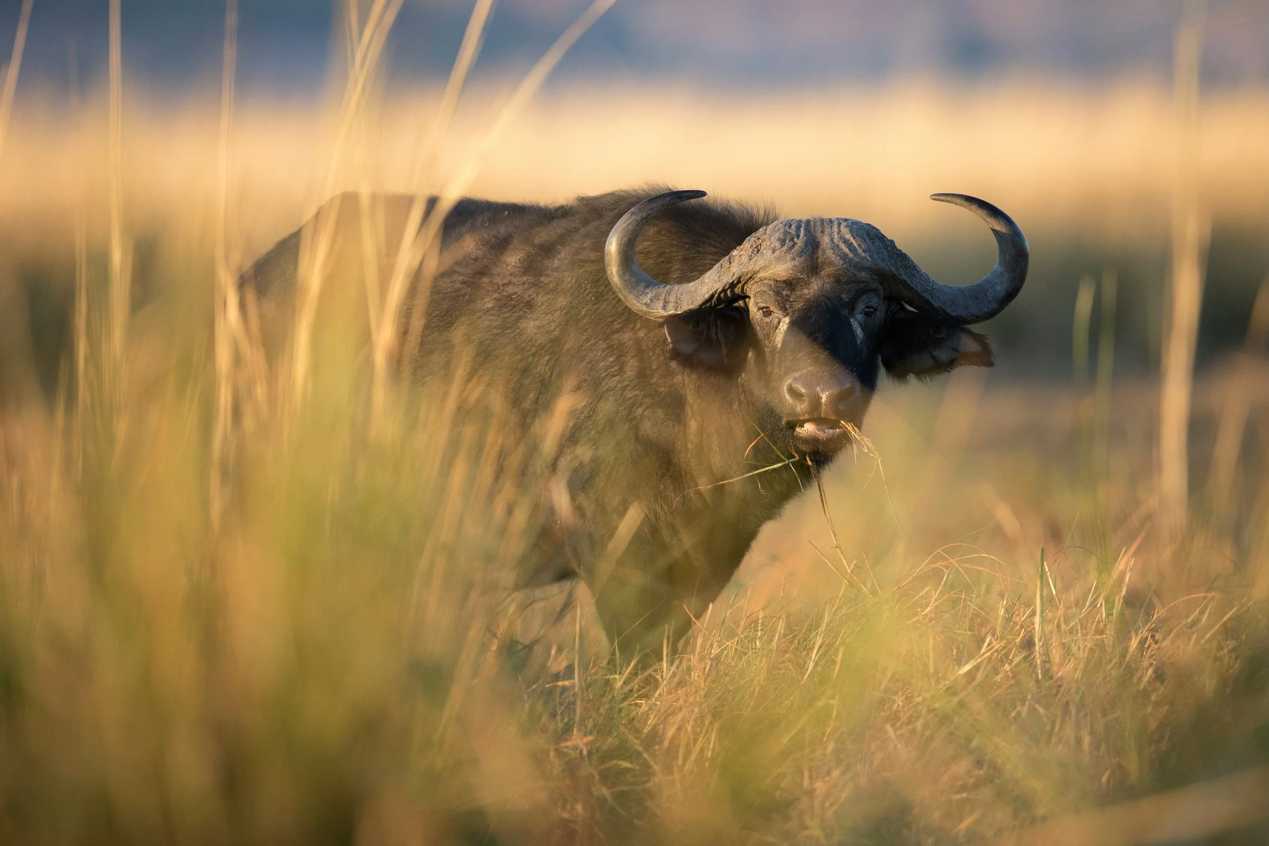 A buffalo standing in tall grass during sunset or sunrise.