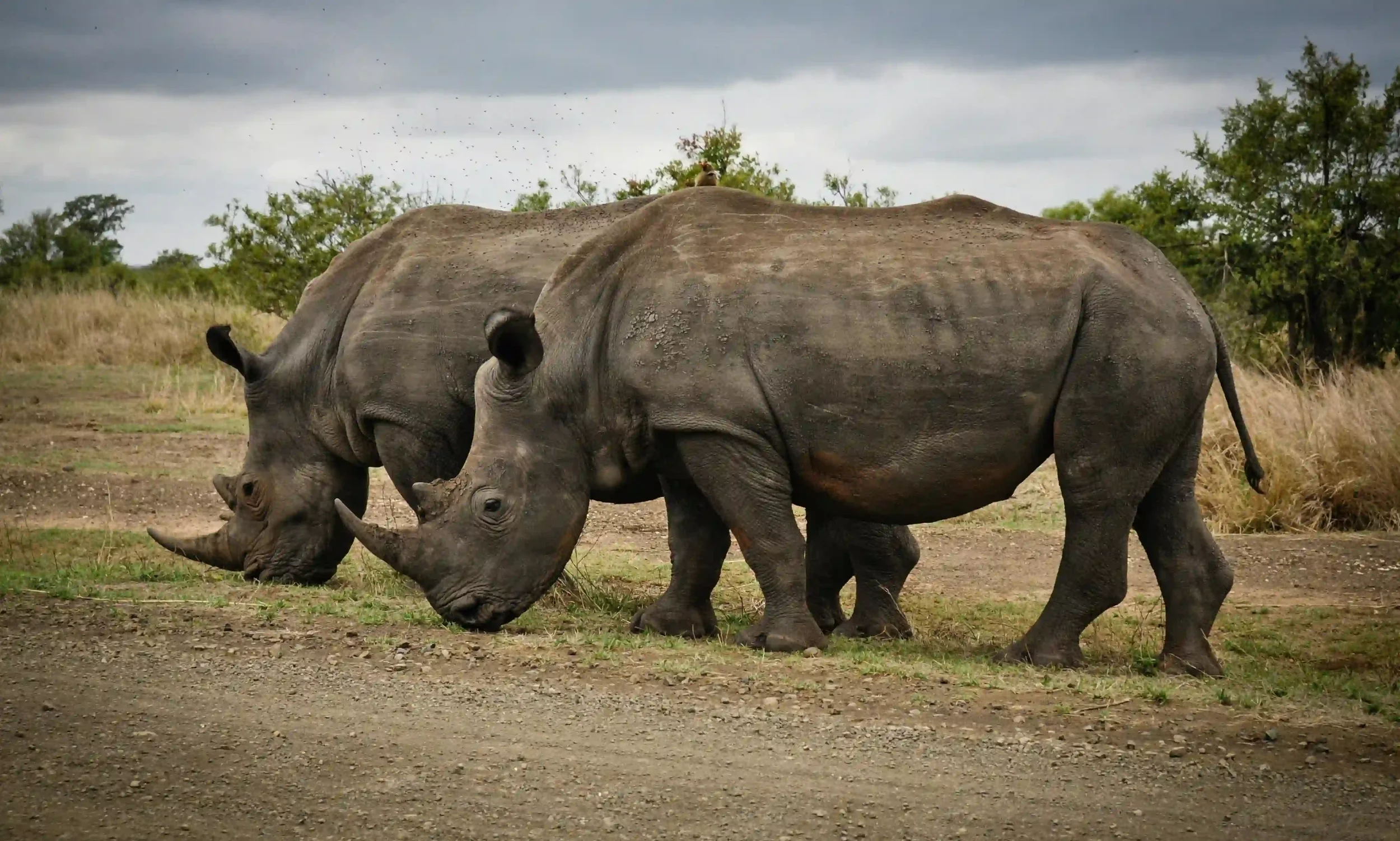 Two rhinoceroses grazing on the ground in a natural habitat with trees and a cloudy sky in the background.